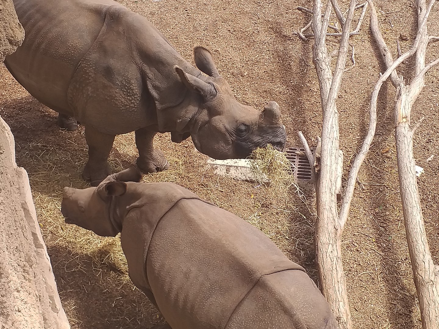 Indian rhinoceros -TerraNatura Benidorm (2021)