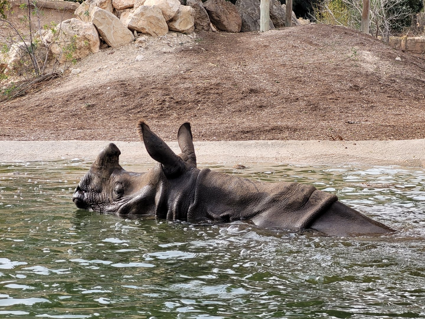 Indian rhinoceros -TerraNatura Benidorm (2022)