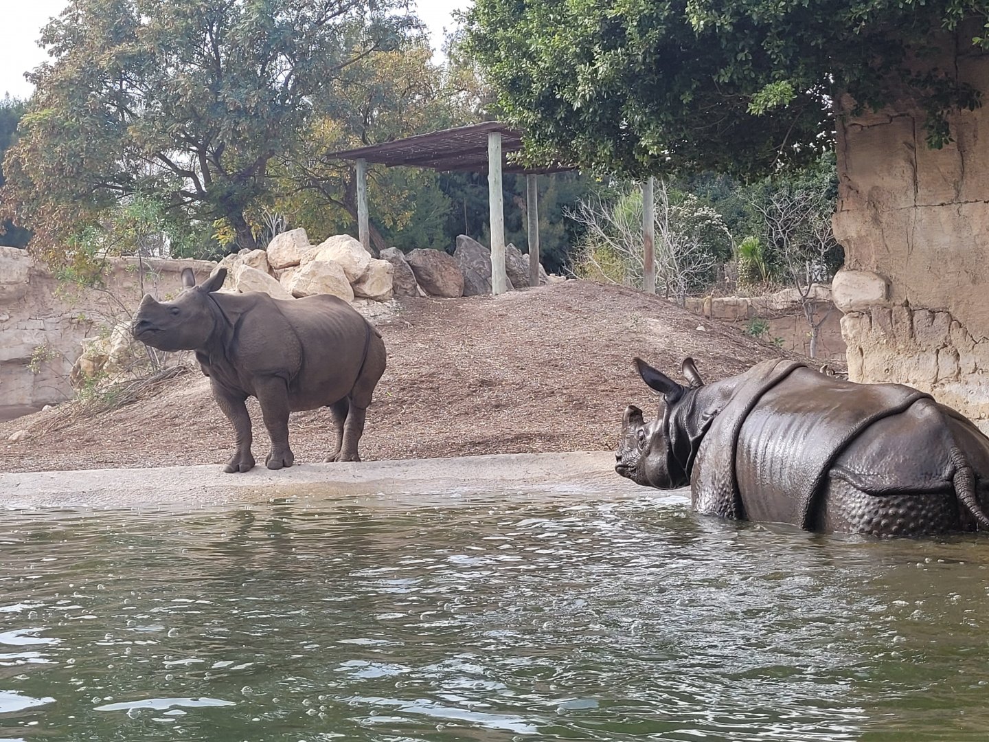 Indian rhinoceros -TerraNatura Benidorm (2022)