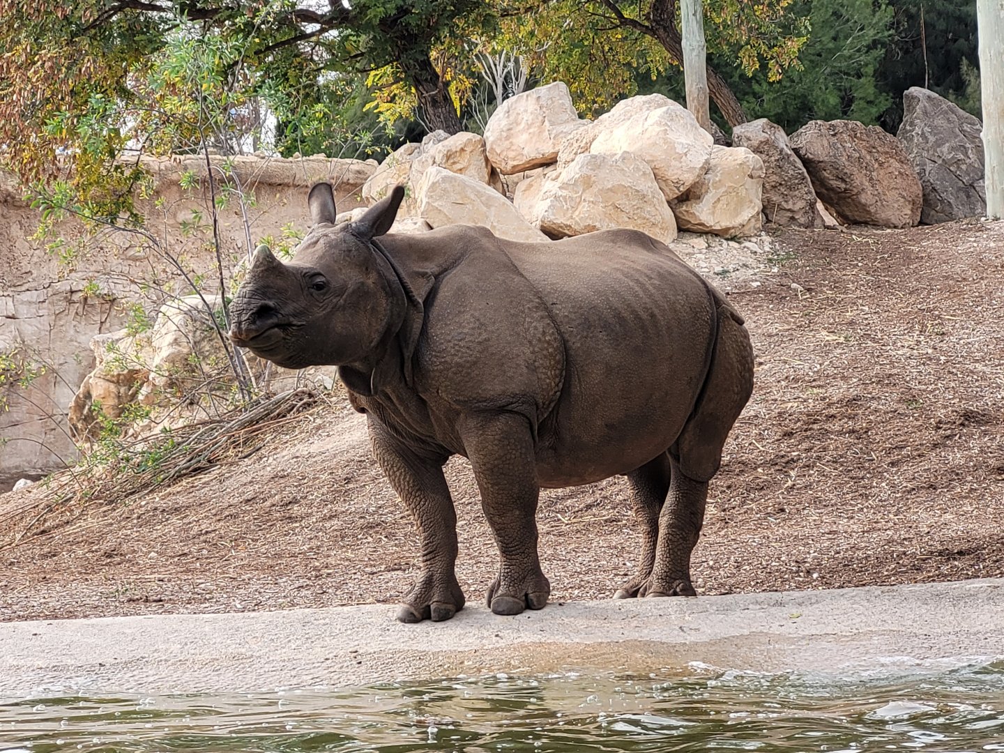 Indian rhinoceros -TerraNatura Benidorm (2022)