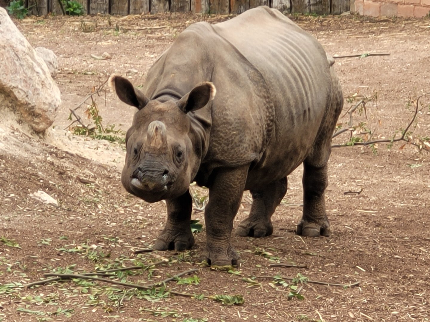 Indian rhinoceros -TerraNatura Benidorm (2022)