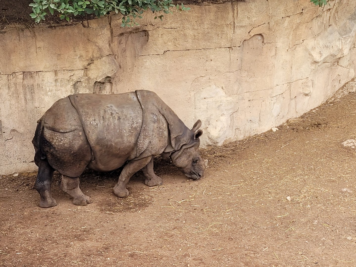 Indian rhinoceros -TerraNatura Benidorm (2022)