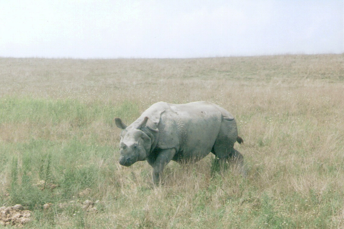 Indian Rhinoceros @ the Wilds
