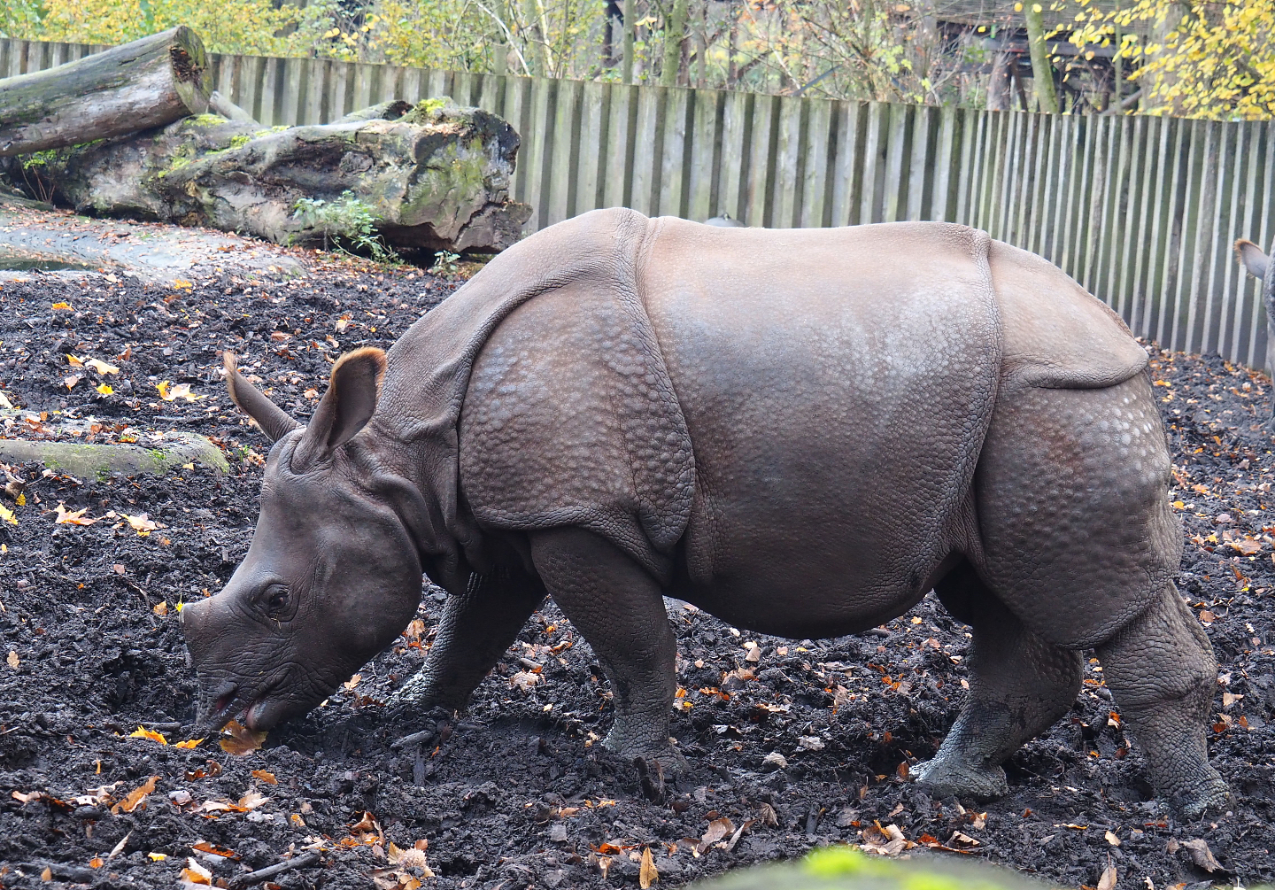 Indian rhinoceros Vaiana (Rhinoceros unicornis), 2021-11-23