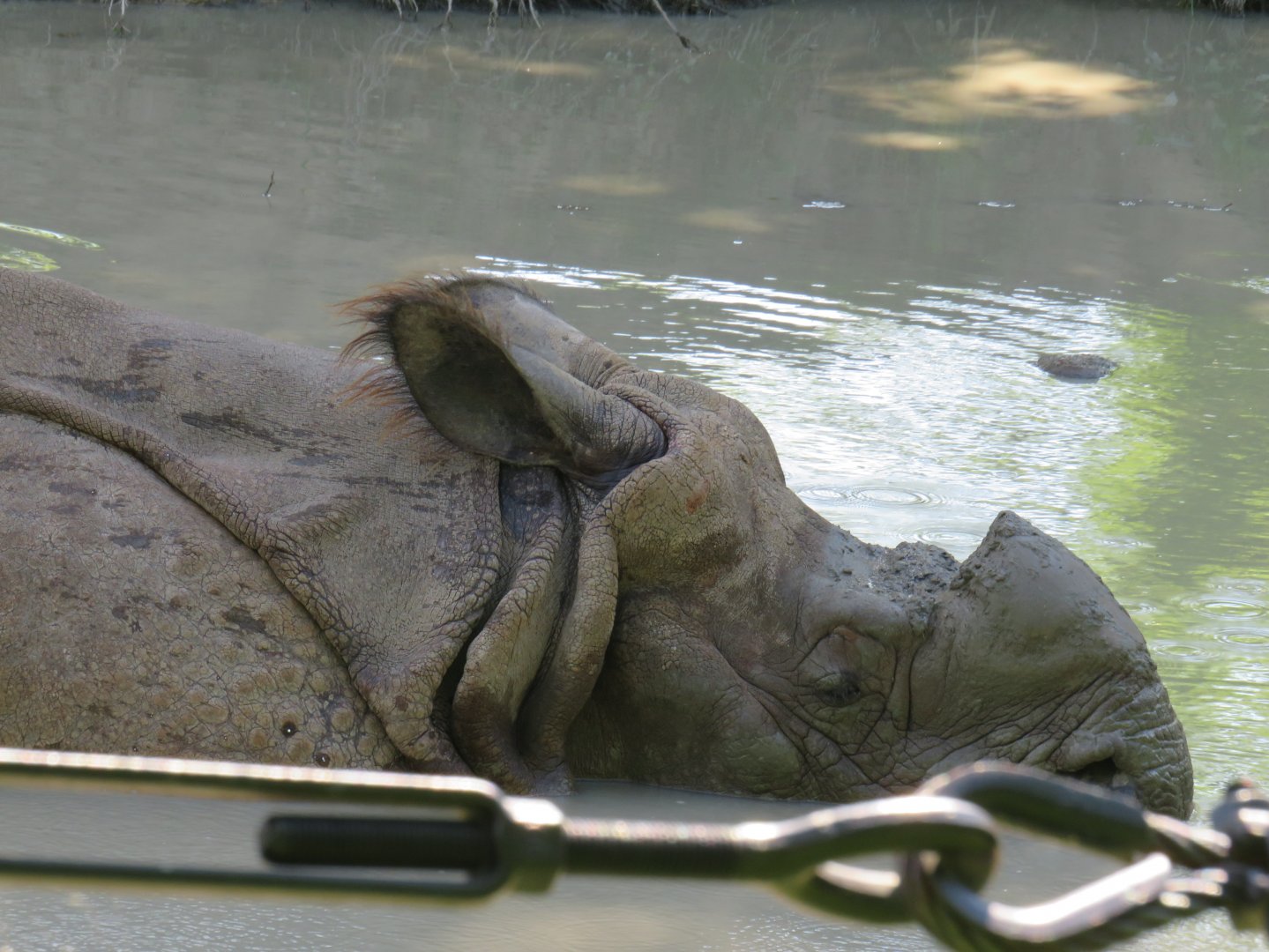 Indian rhinoceros wallowing in water