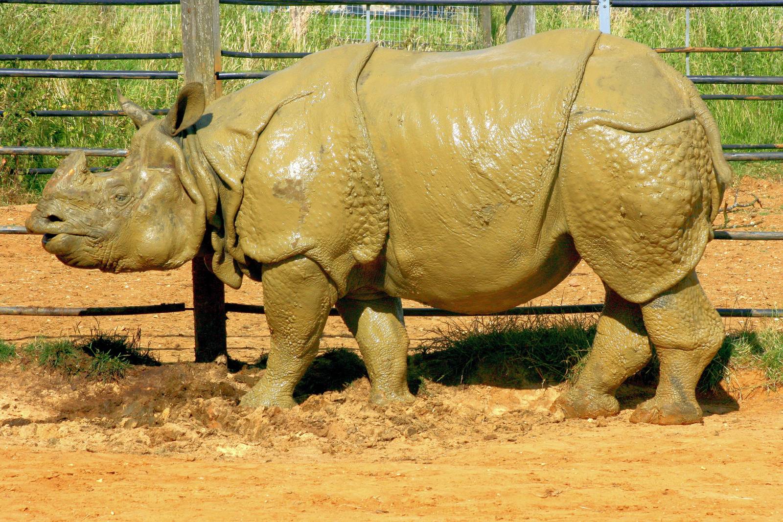 Indian rhinoceros; Whipsnade; 15th July 2014
