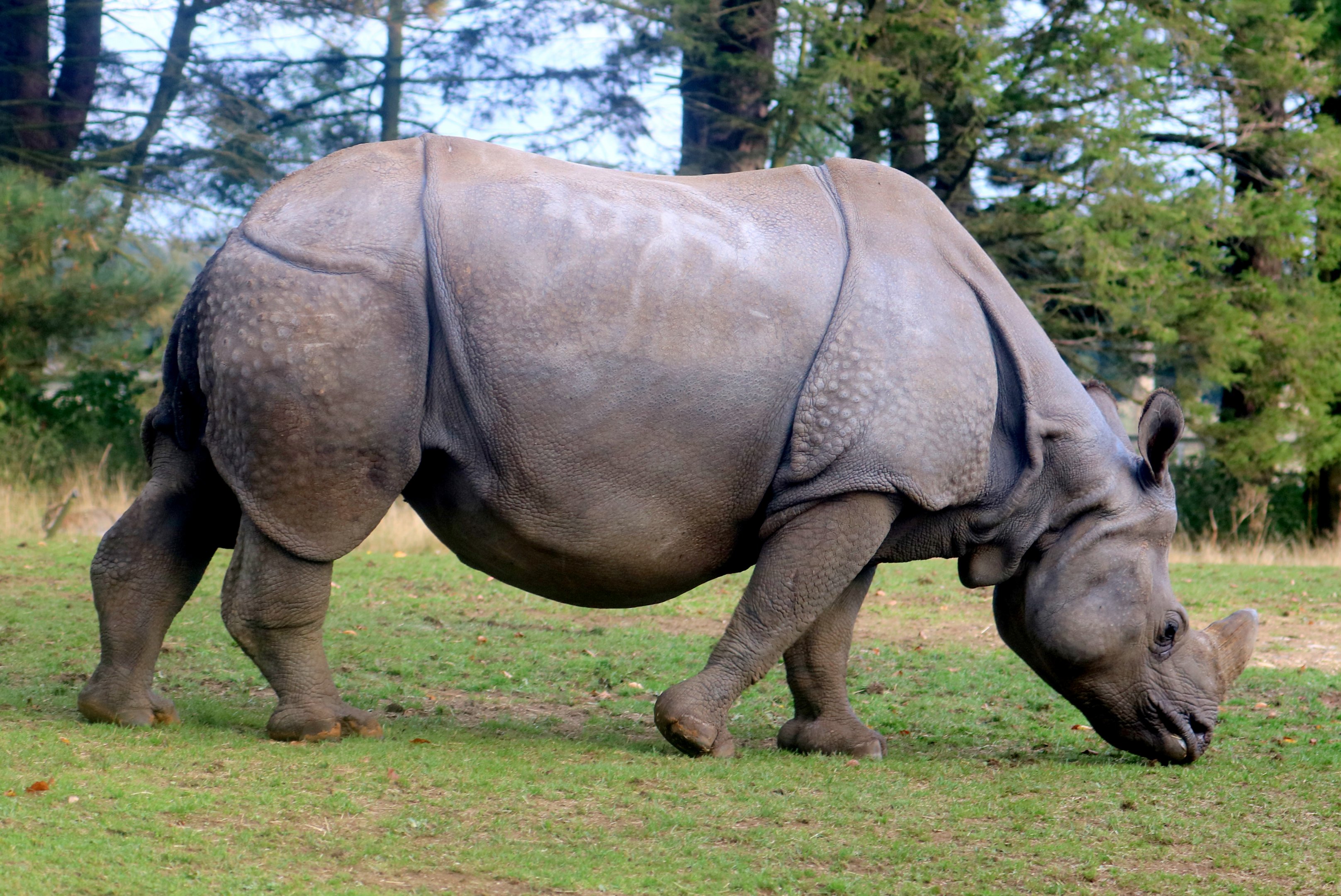 Indian rhinoceros; Whipsnade; 16th October 2021