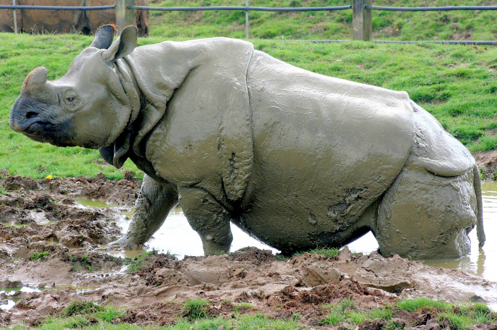 Indian rhinoceros; Whipsnade; 19th September 2015