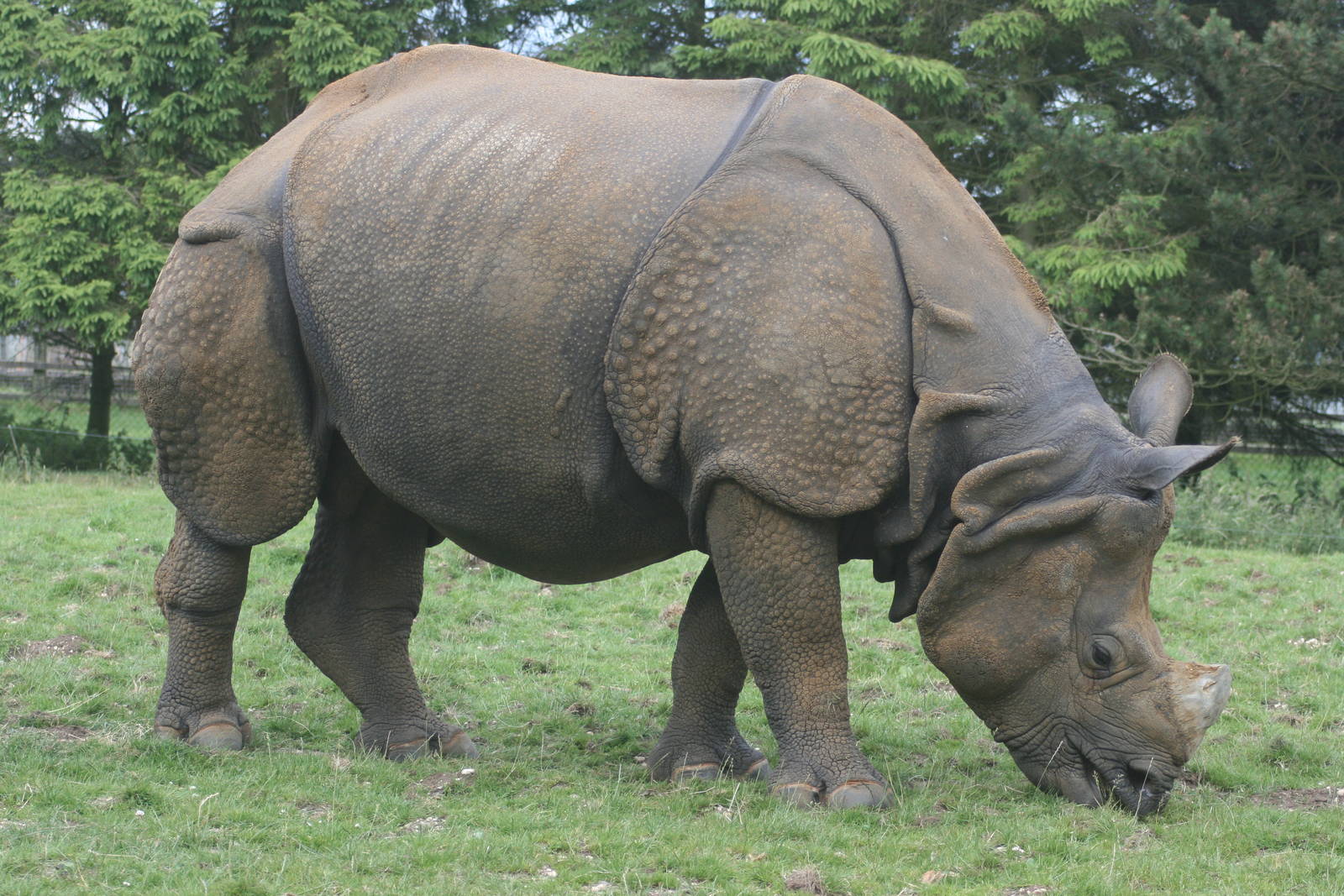 Indian rhinoceros; Whipsnade; 20th June 2009