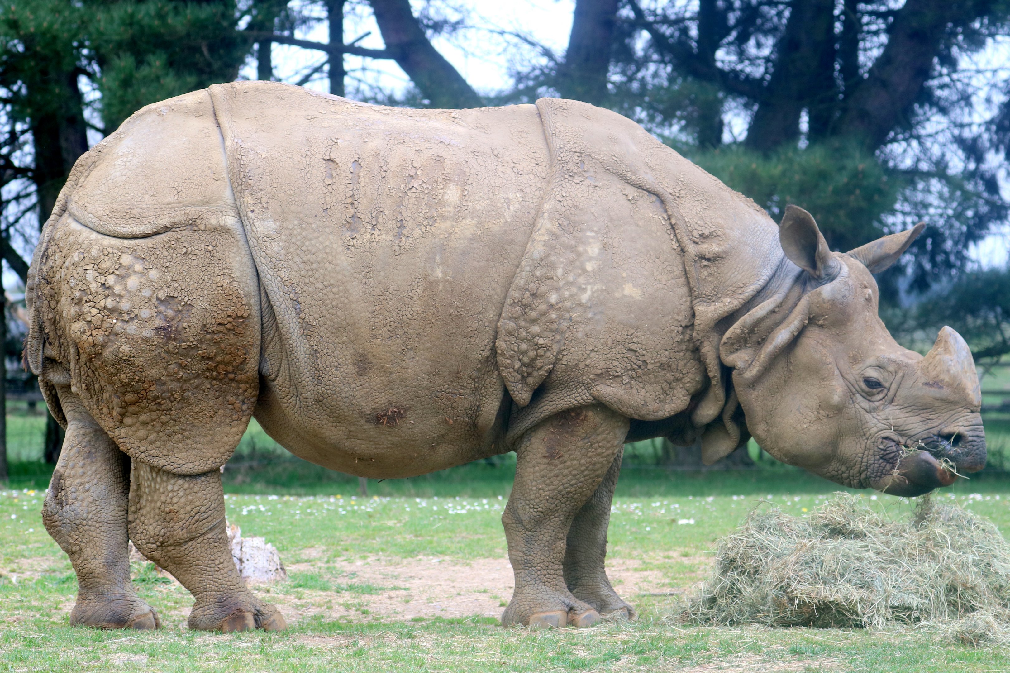 Indian rhinoceros; Whipsnade; 23rd April 2019