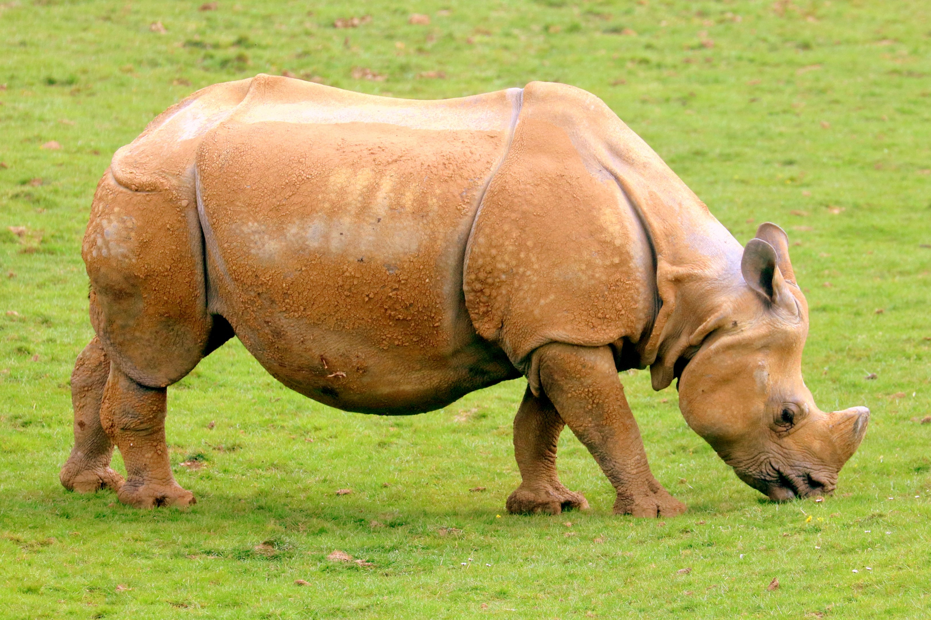 Indian rhinoceros; Whipsnade; 23rd April 2019