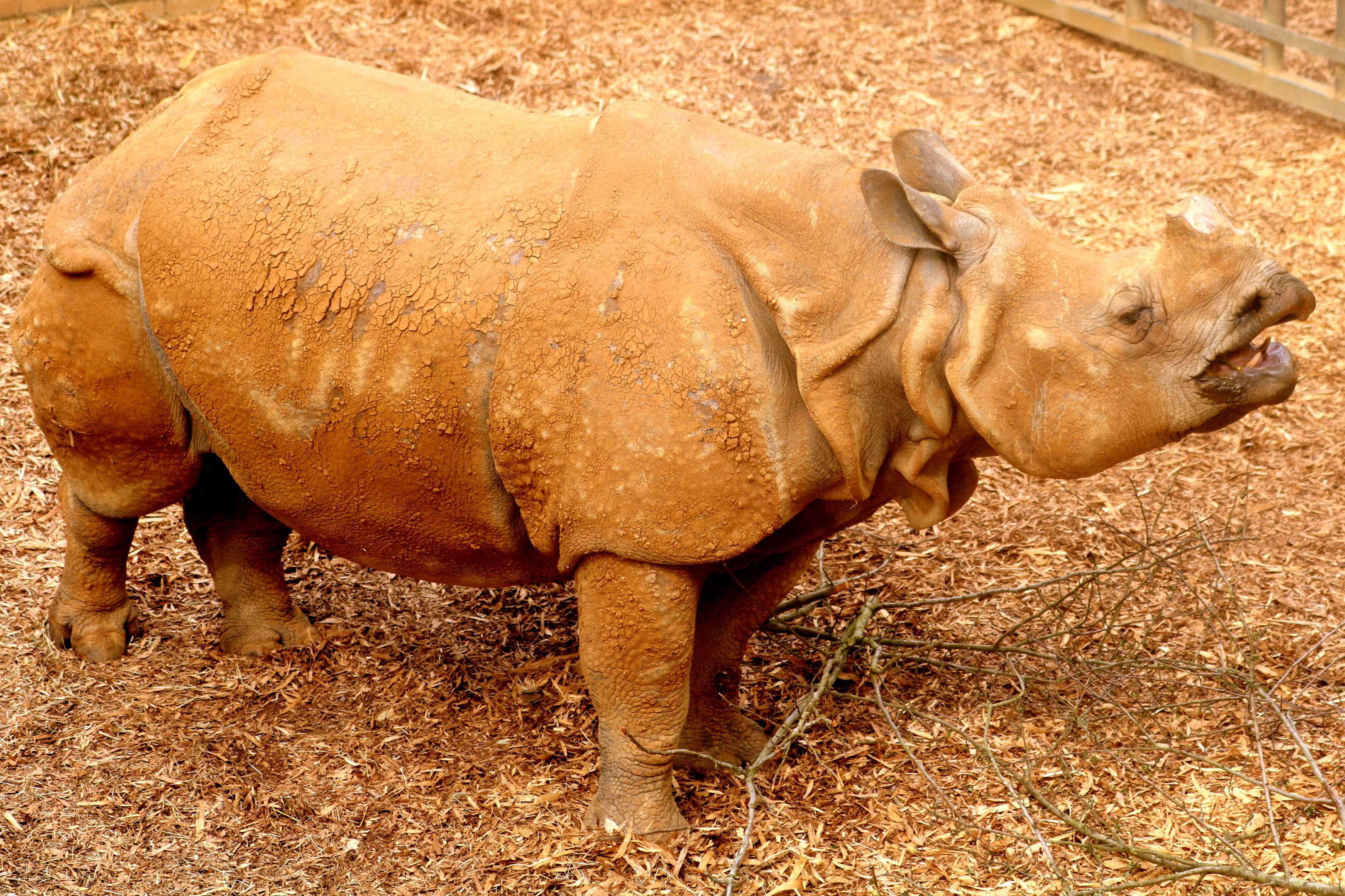 Indian rhinoceros; Whipsnade; 23rd April 2019