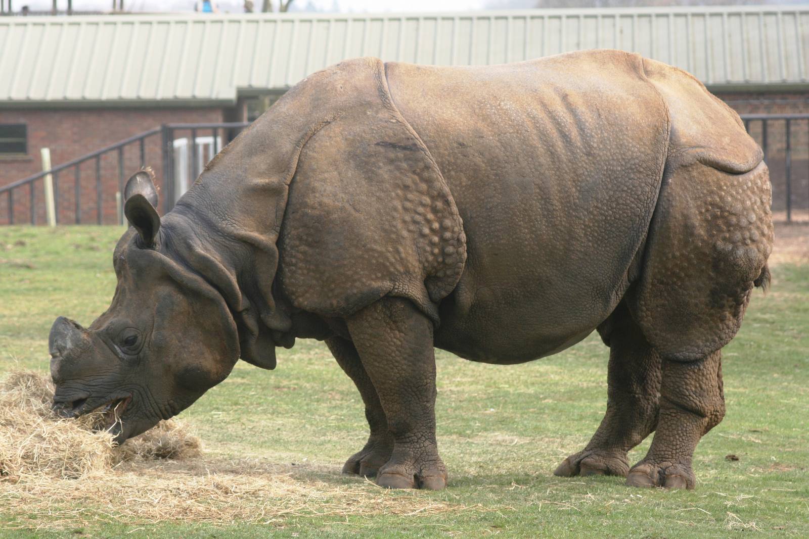 Indian rhinoceros; Whipsnade; 24th April 2010