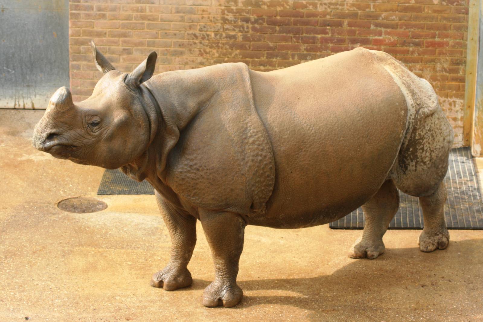Indian rhinoceros; Whipsnade; 24th April 2010