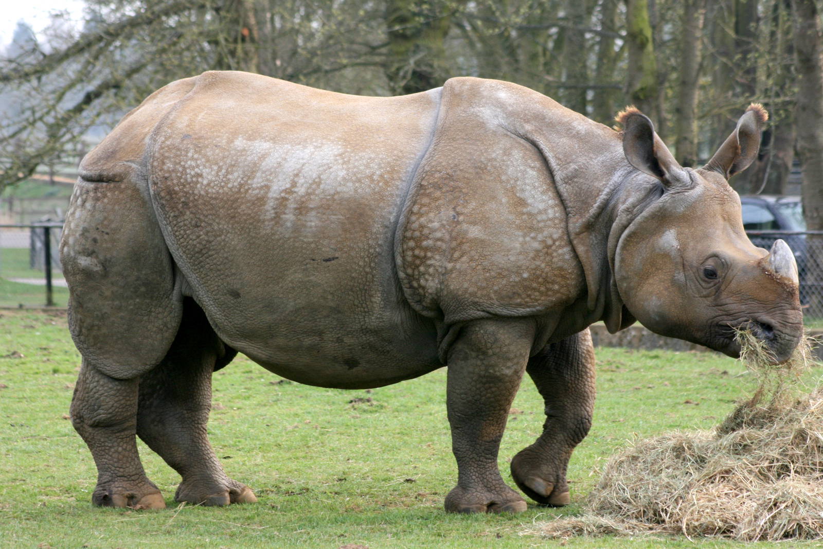 Indian rhinoceros; Whipsnade; 26th March 2011