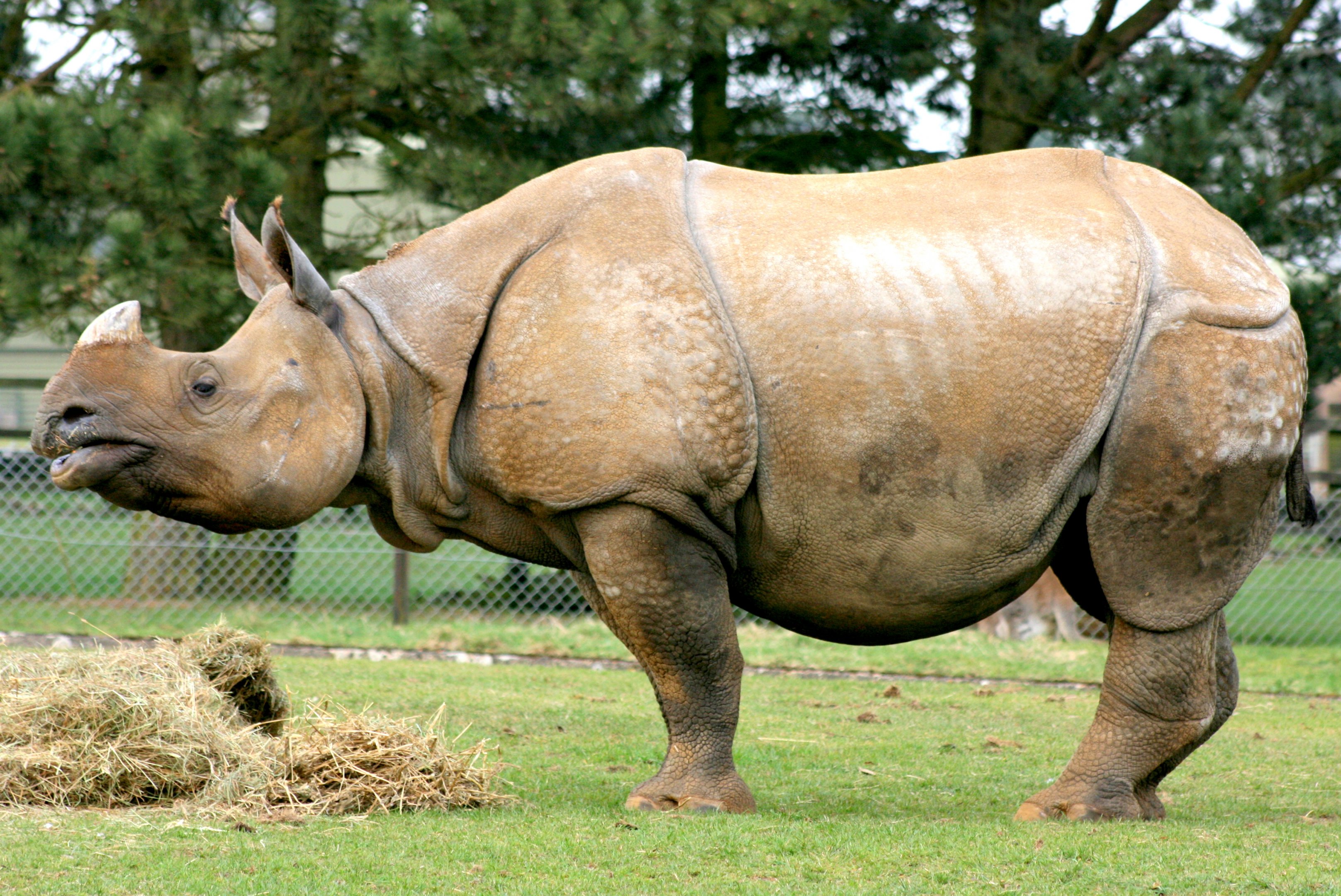 Indian rhinoceros; Whipsnade; 26th March 2011