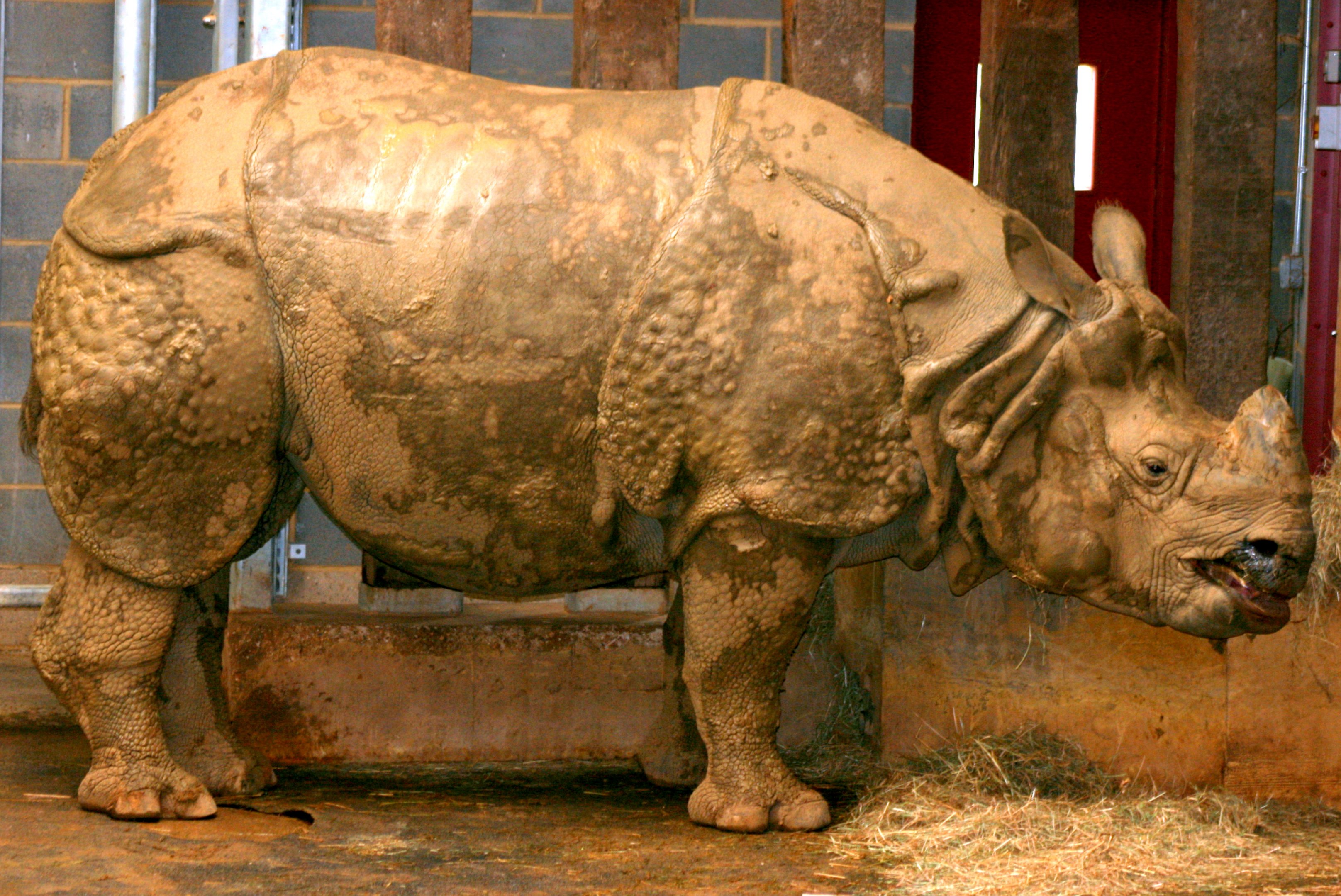 Indian rhinoceros; Whipsnade; 26th March 2011
