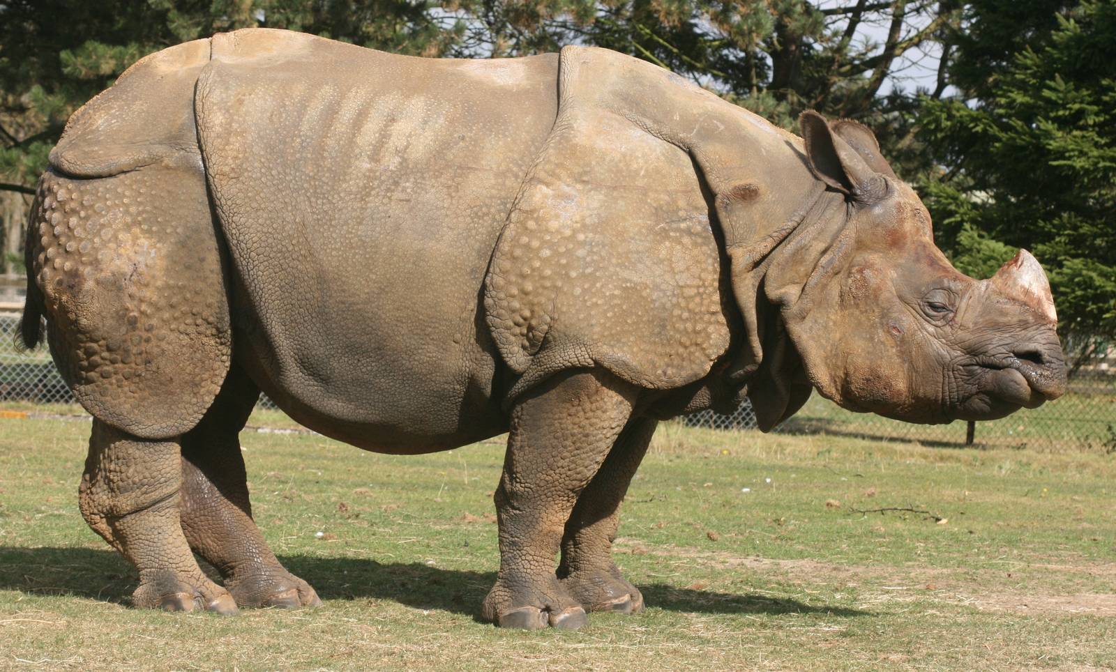 Indian rhinoceros; Whipsnade; 26th September 2009