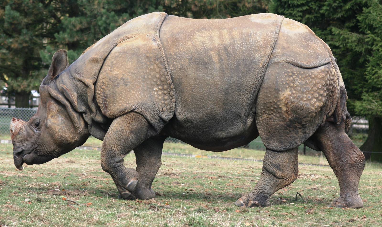 Indian rhinoceros; Whipsnade; 26th September 2009