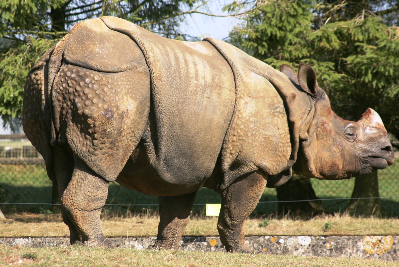 Indian rhinoceros; Whipsnade; 26th September 2009