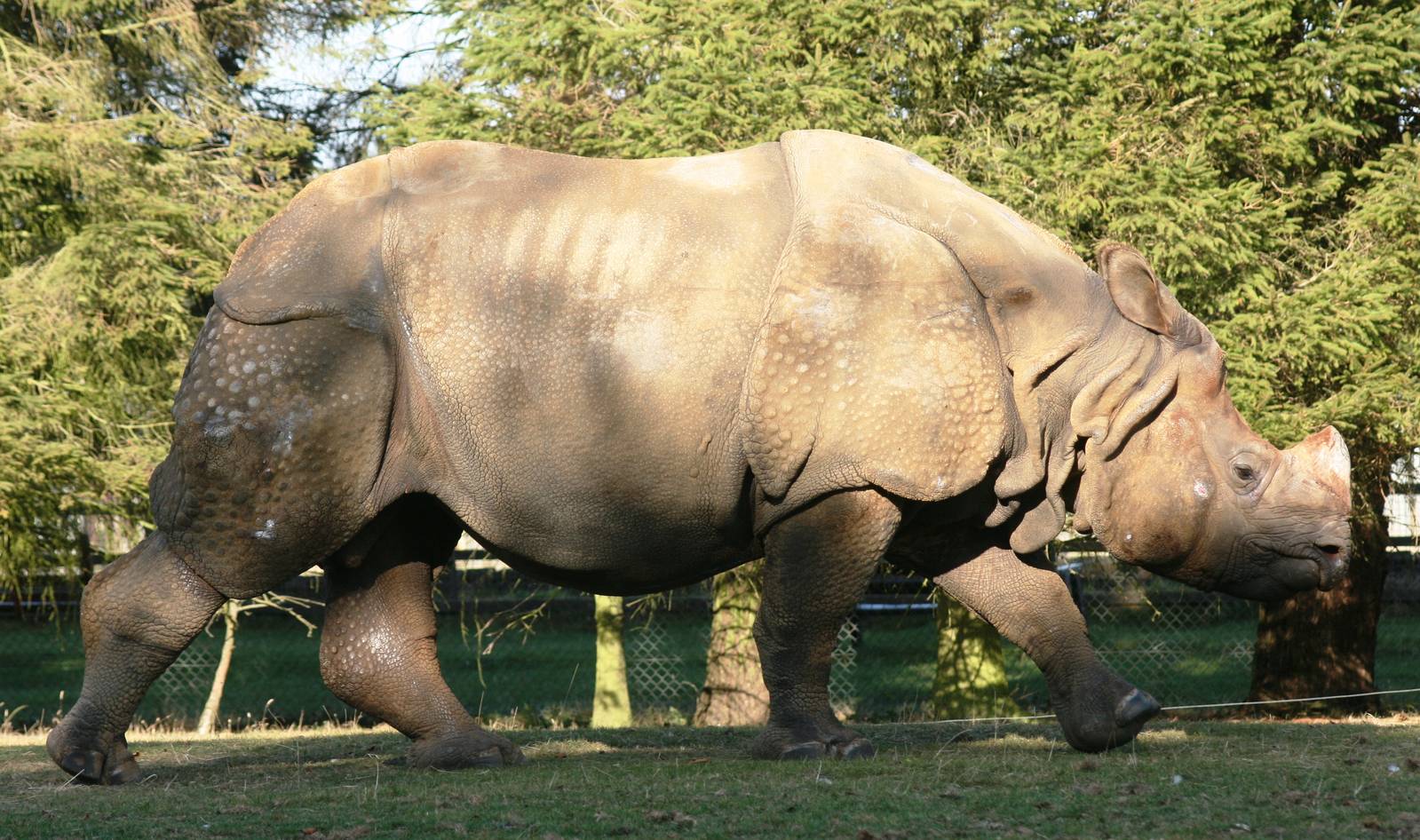 Indian rhinoceros; Whipsnade; 26th September 2009