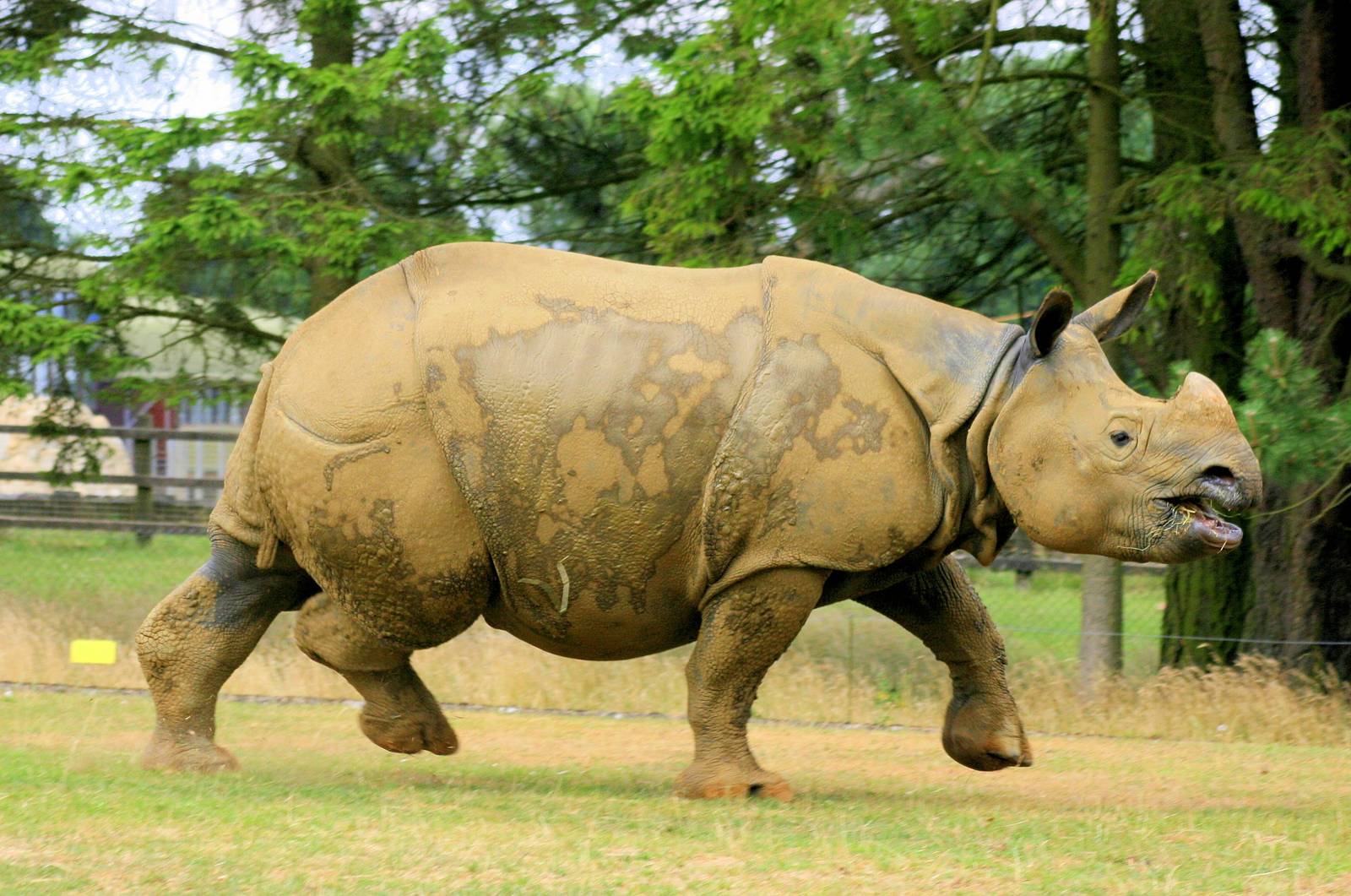 Indian rhinoceros; Whipsnade; 27th July 2013