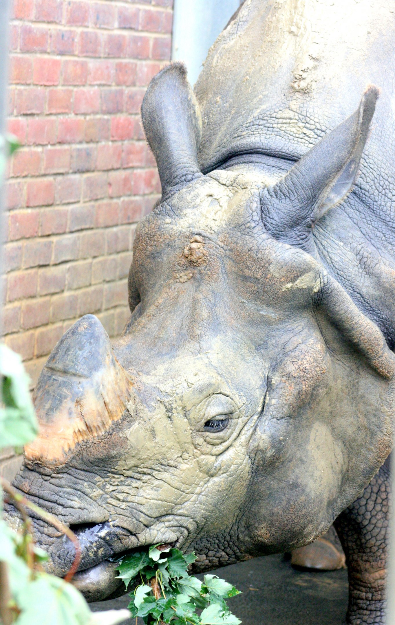 Indian rhinoceros; Whipsnade; 29th July 2017