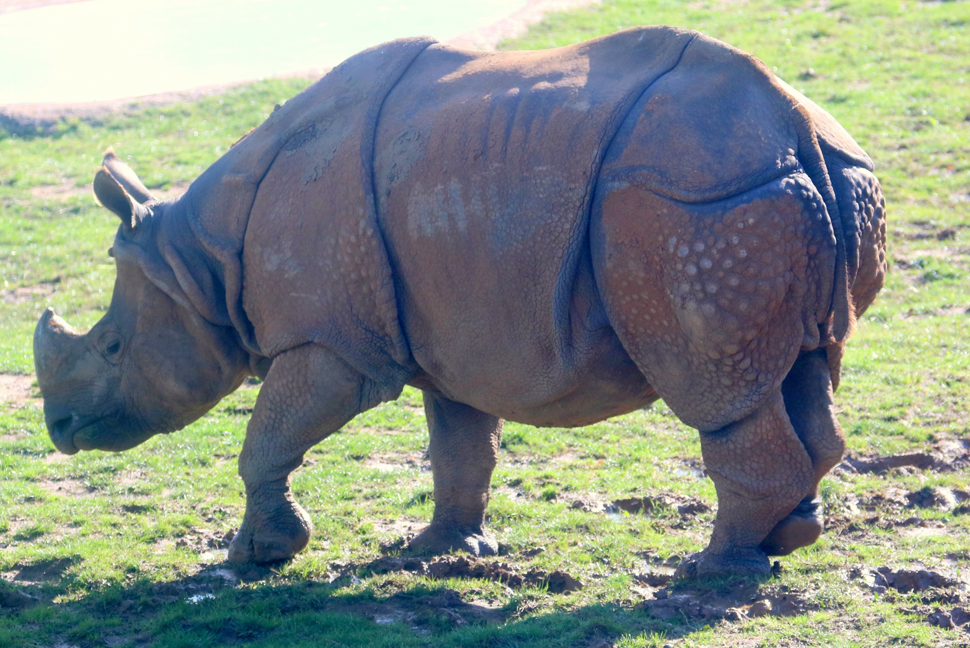 Indian rhinoceros; Whipsnade; 2nd October 2019