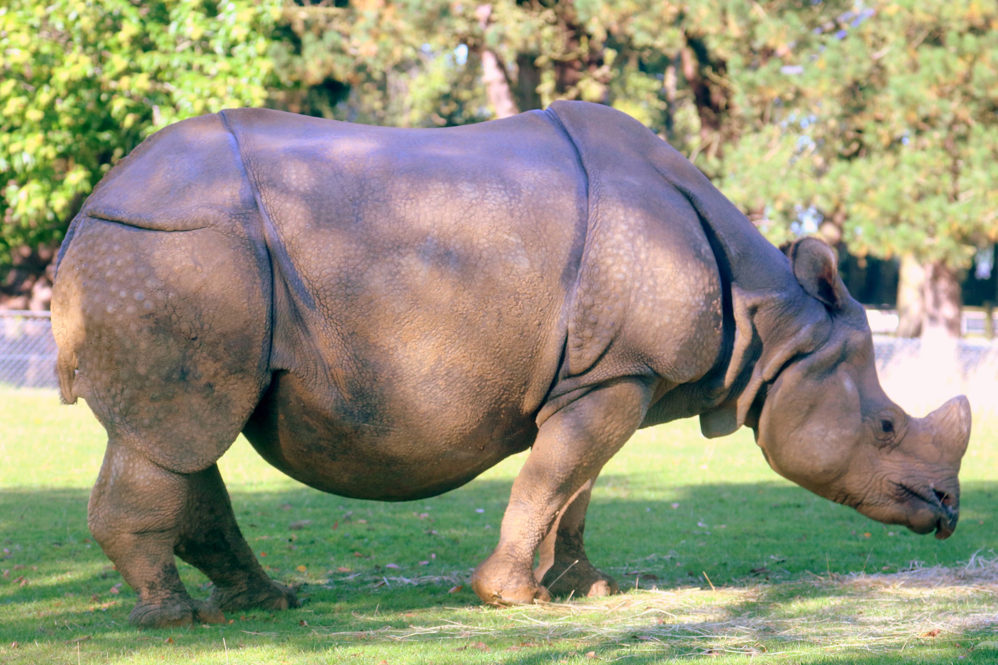 Indian rhinoceros; Whipsnade; 2nd October 2019