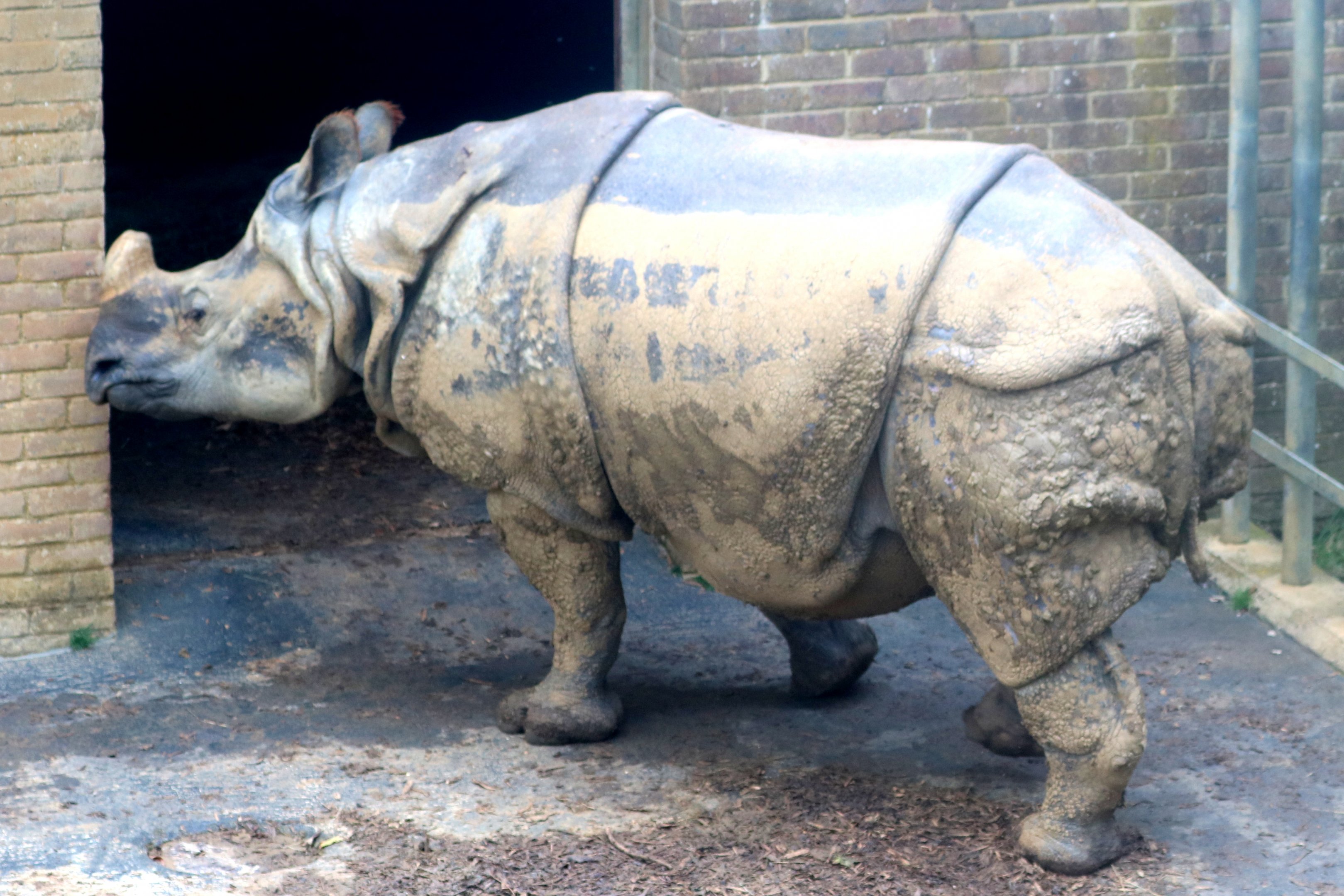 Indian rhinoceros Whipsnade; 31st July 2021