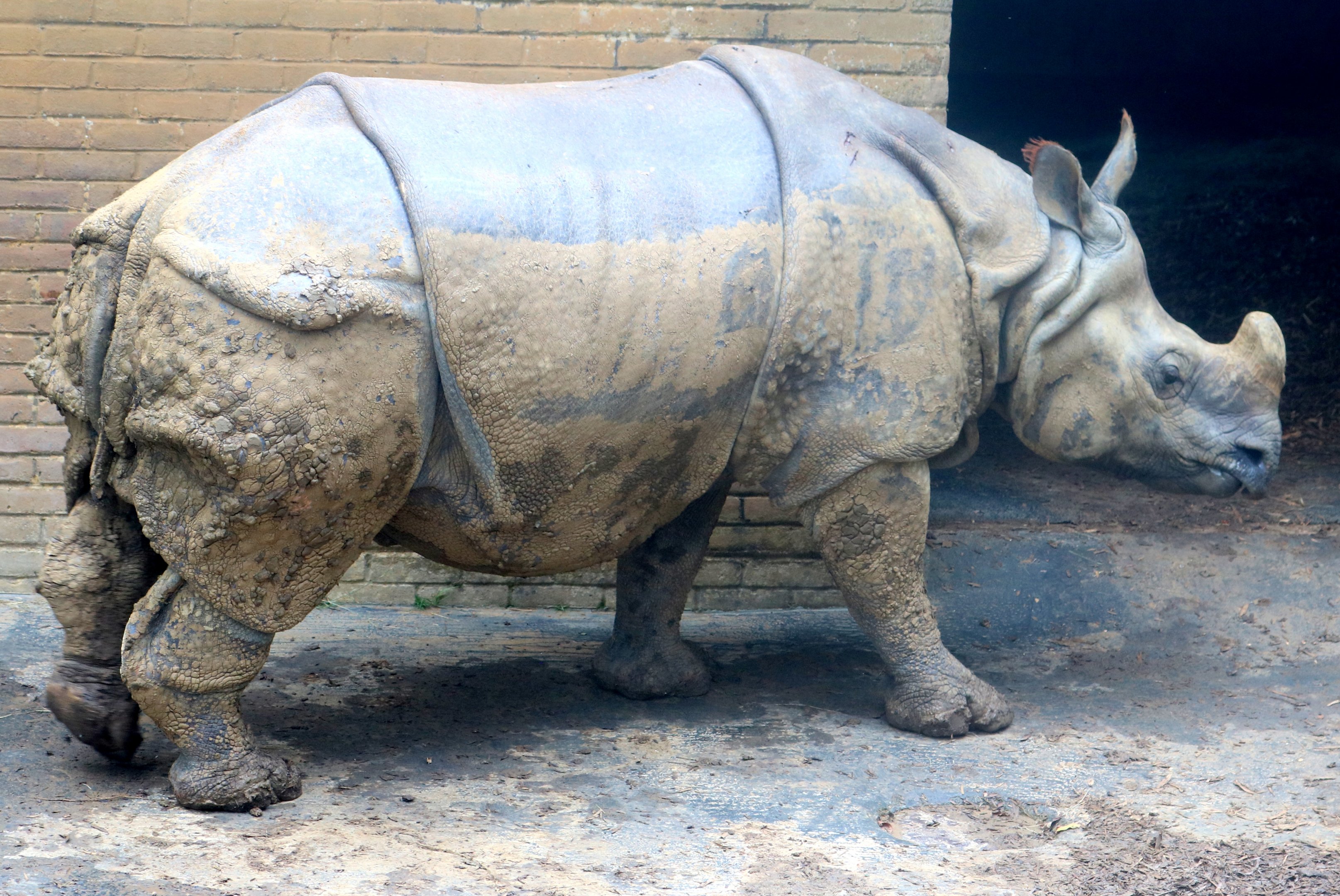 Indian rhinoceros Whipsnade; 31st July 2021