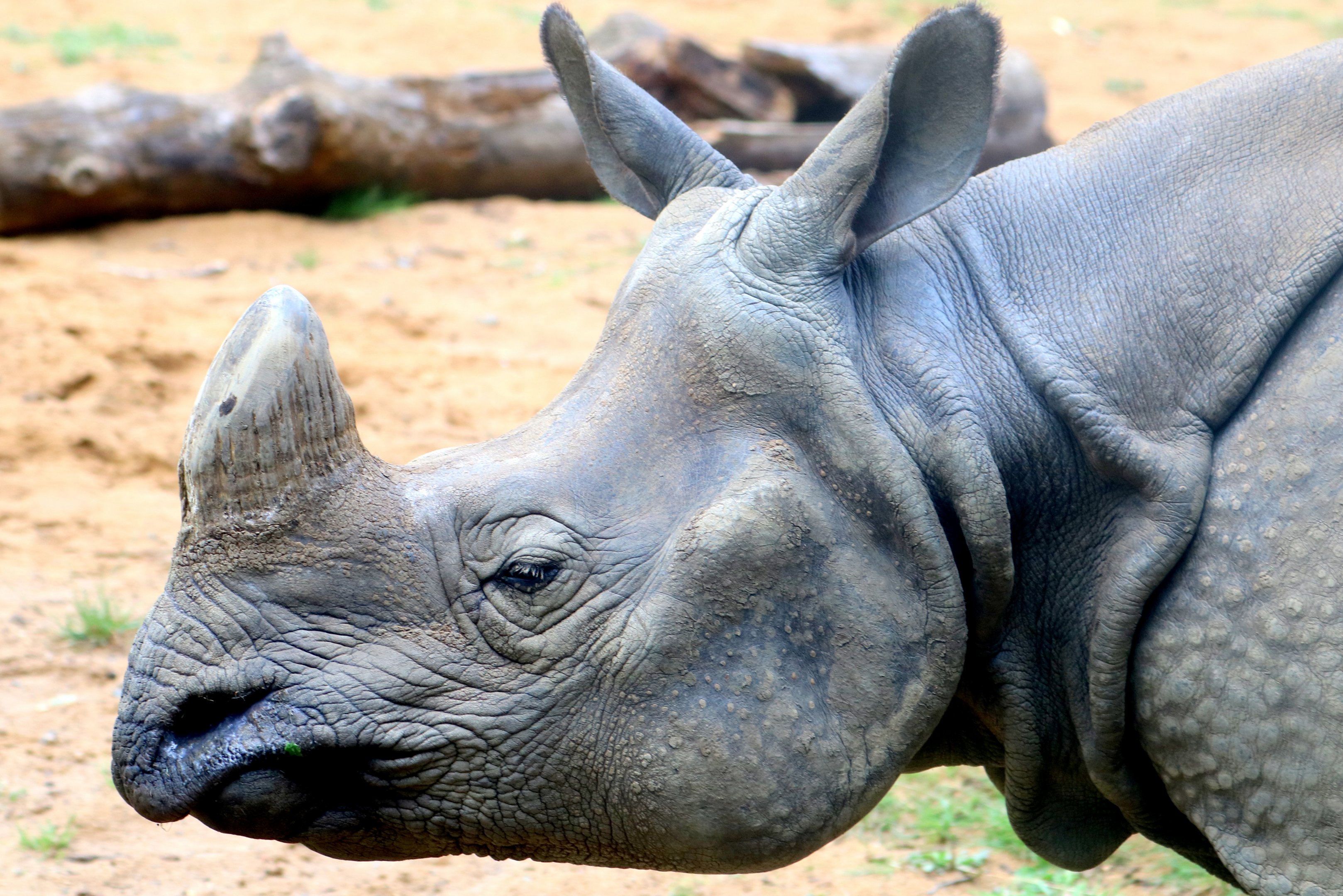 Indian rhinoceros Whipsnade; 31st July 2021