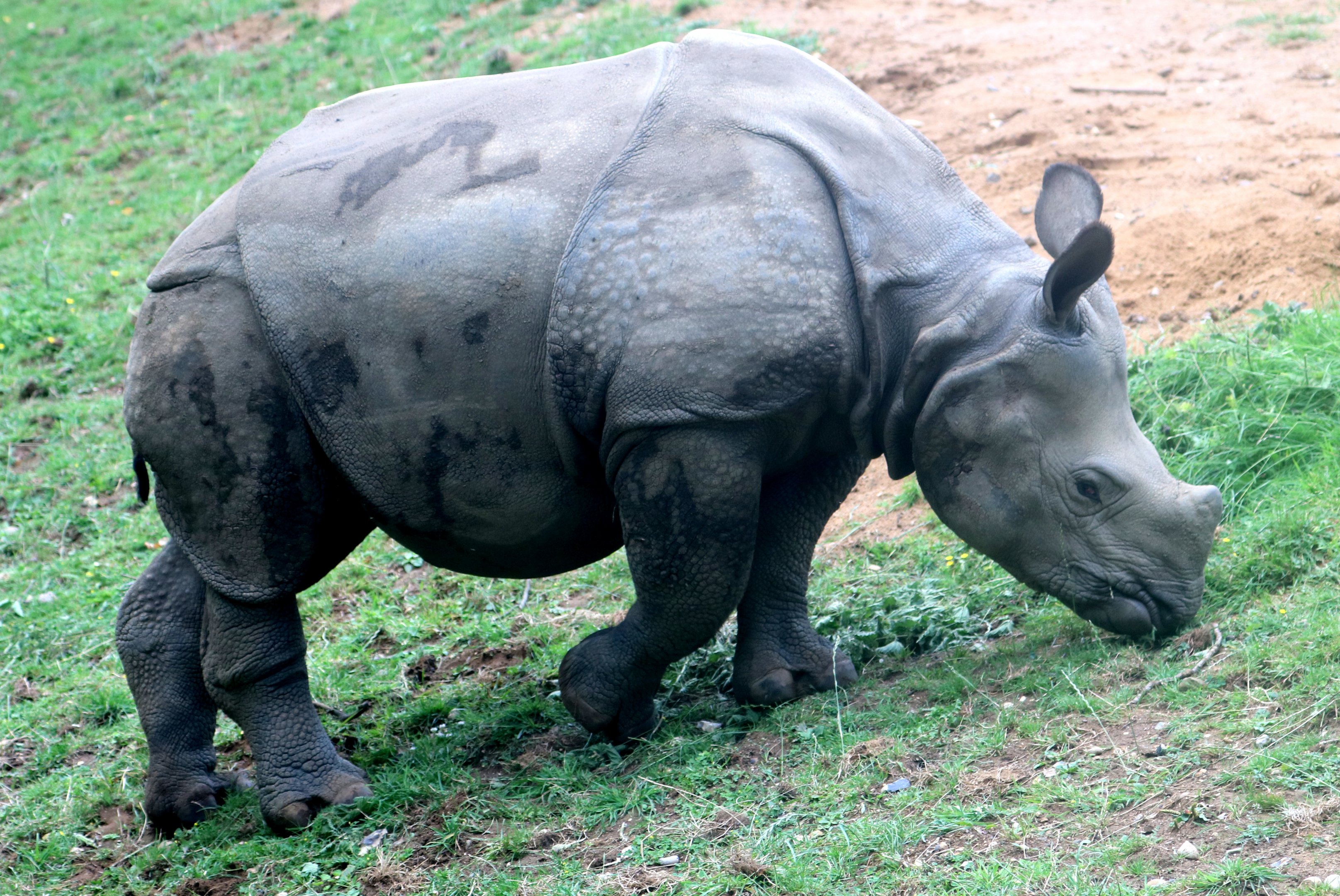 Indian rhinoceros; Whipsnade; 31st July 2021.