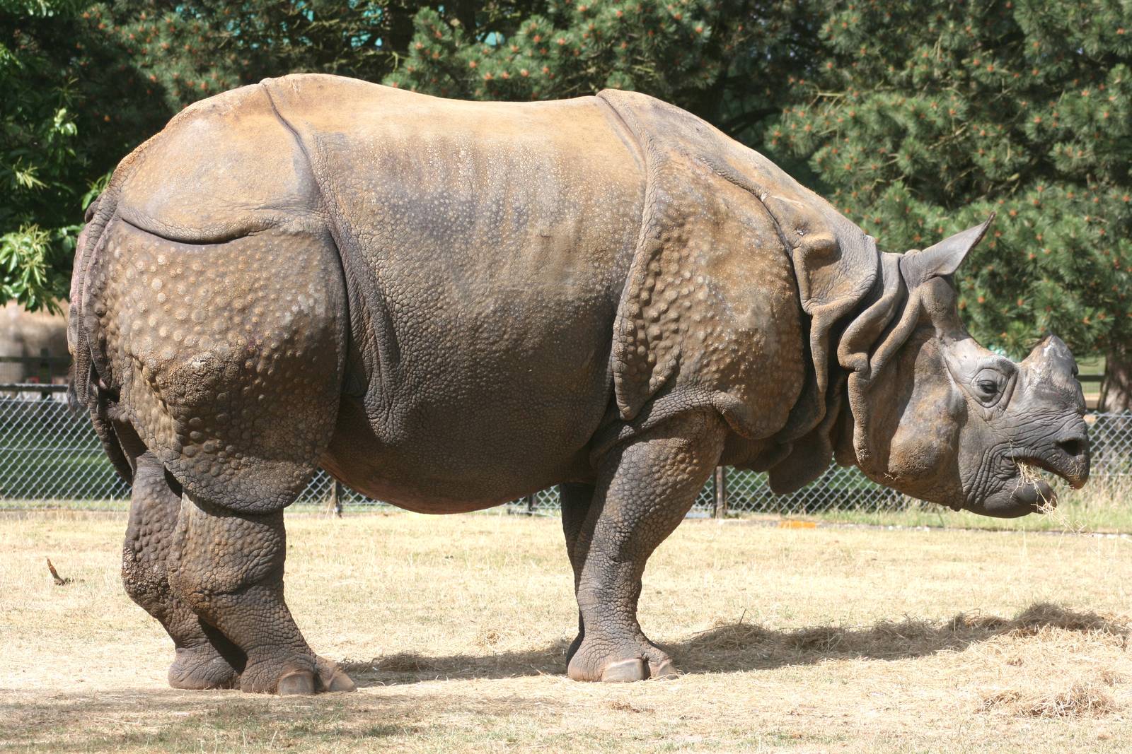 Indian rhinoceros; Whipsnade; 3rd July 2010