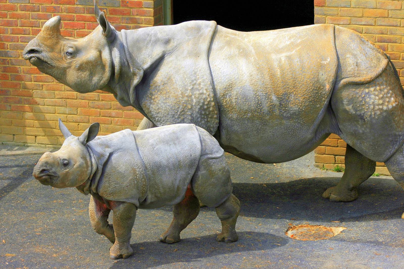 Indian rhinoceros; Whipsnade; 8th June 2013