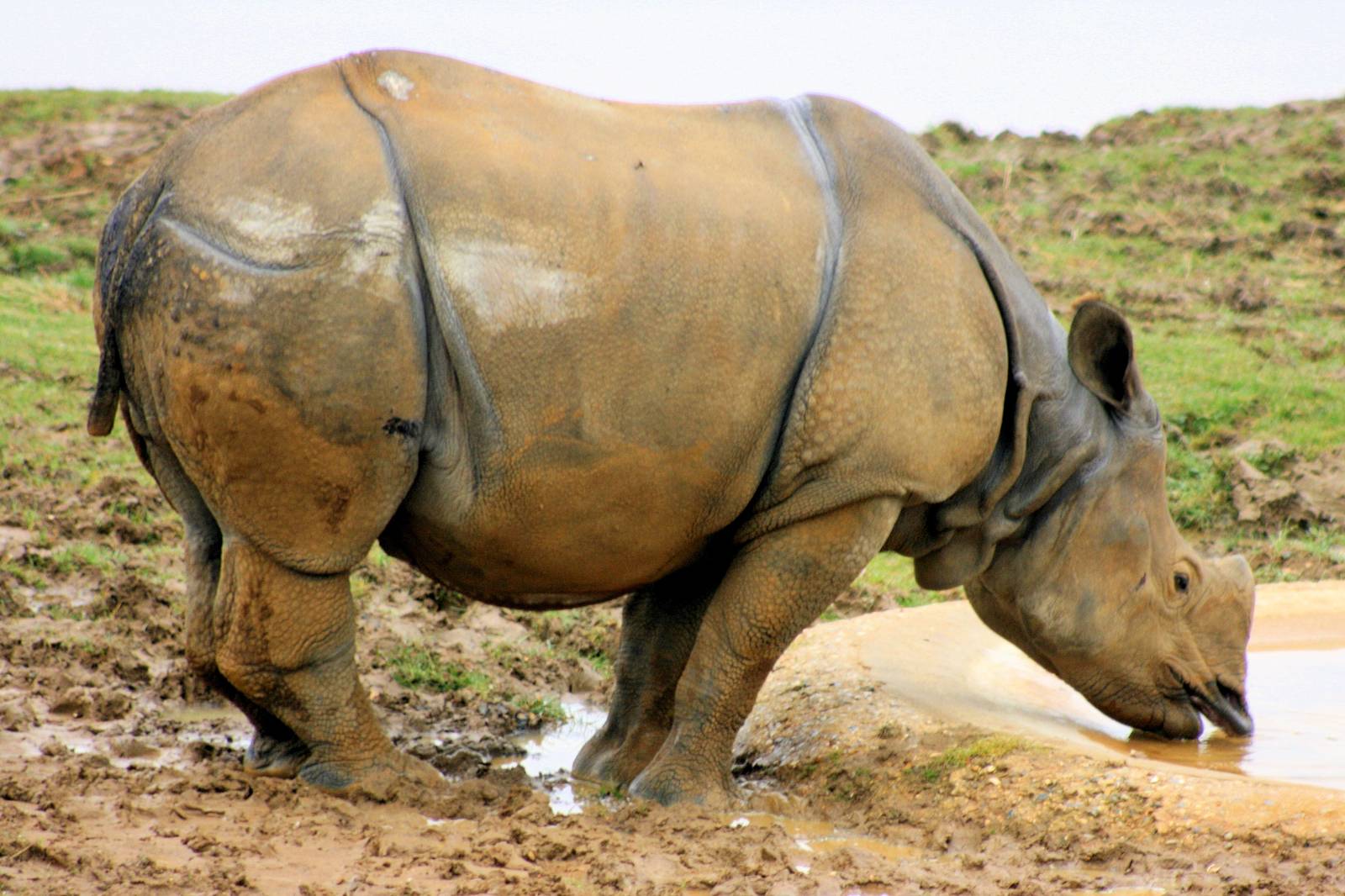 Indian rhinoceros; Whipsnade; 9th March 2013