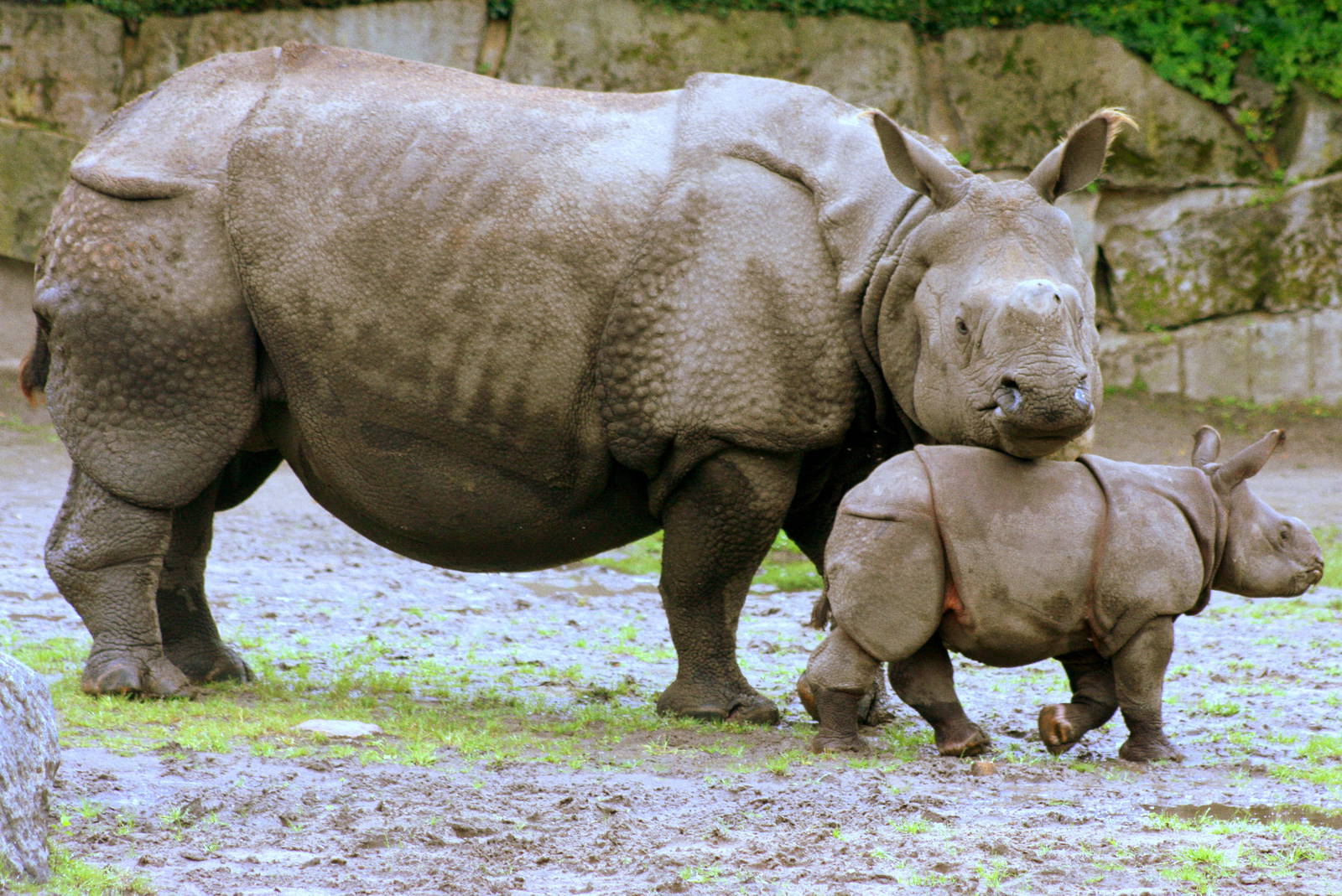 Indian rhinoceros with calf; Berlin Tierpark; 9th September 2011