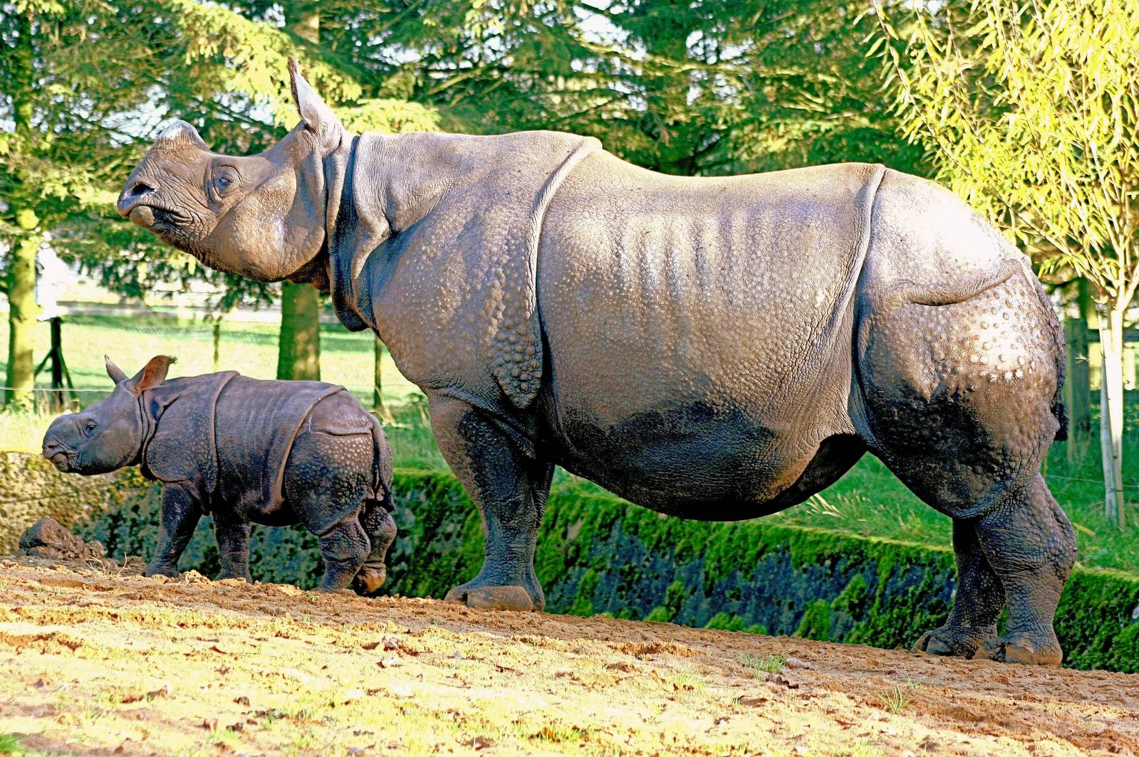 Indian rhinoceros with calf; Whipsnade; 31st October 2015