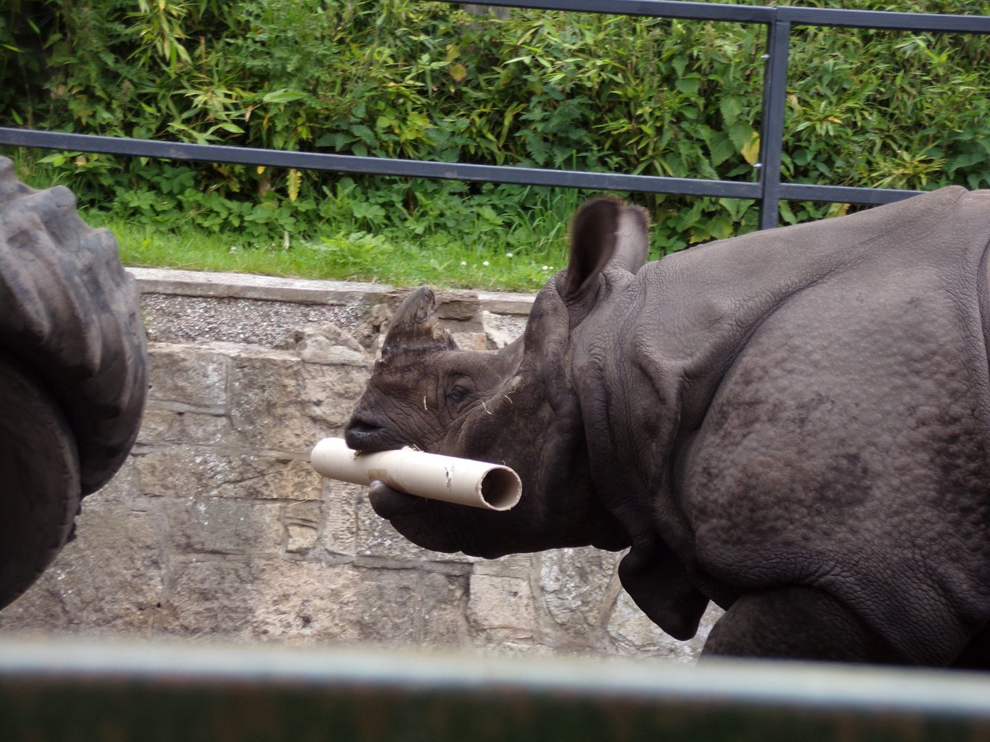 Indian rhinoceros with tube 18.7.24