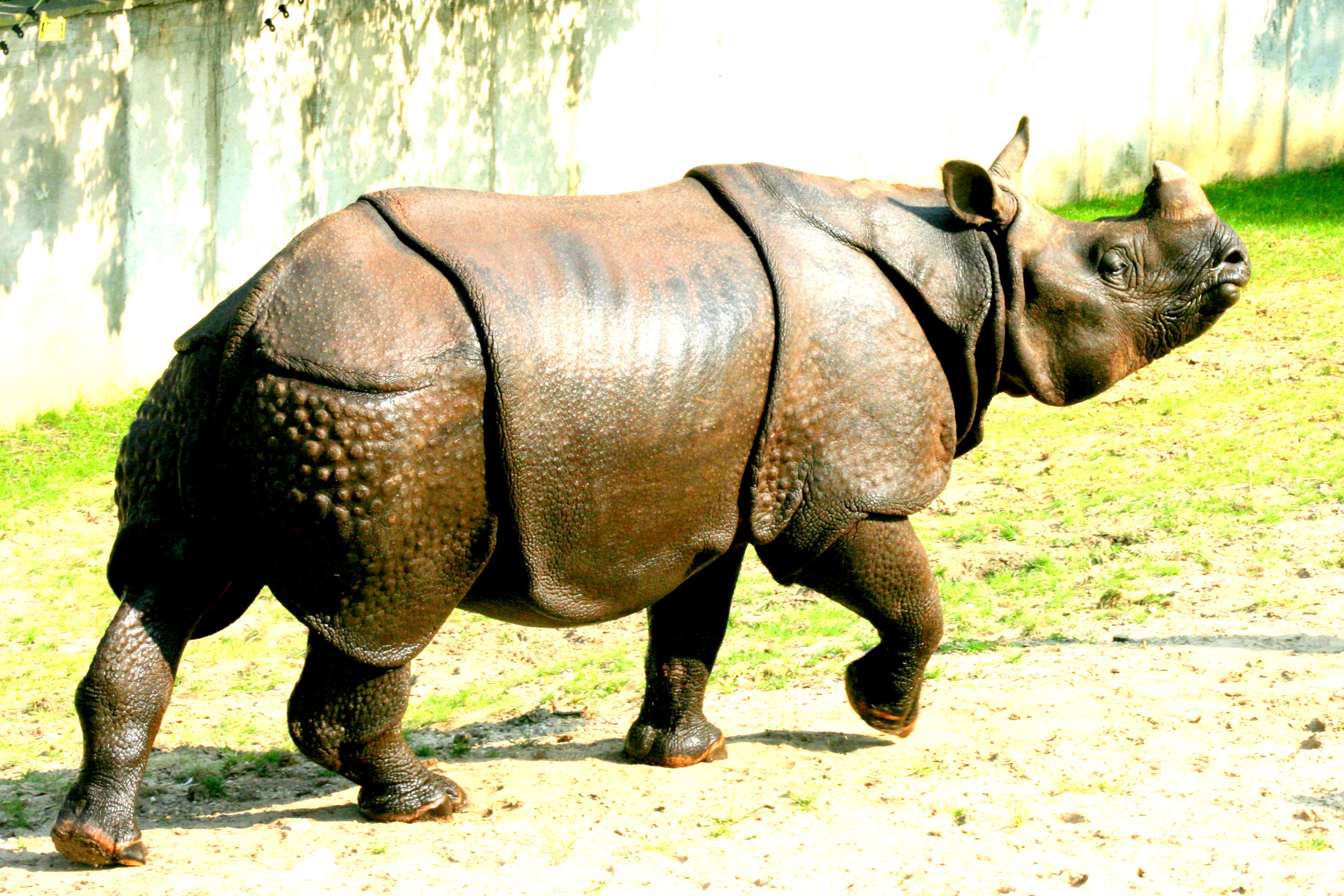 Indian rhinoceros; Wroclaw; 9th September 2017