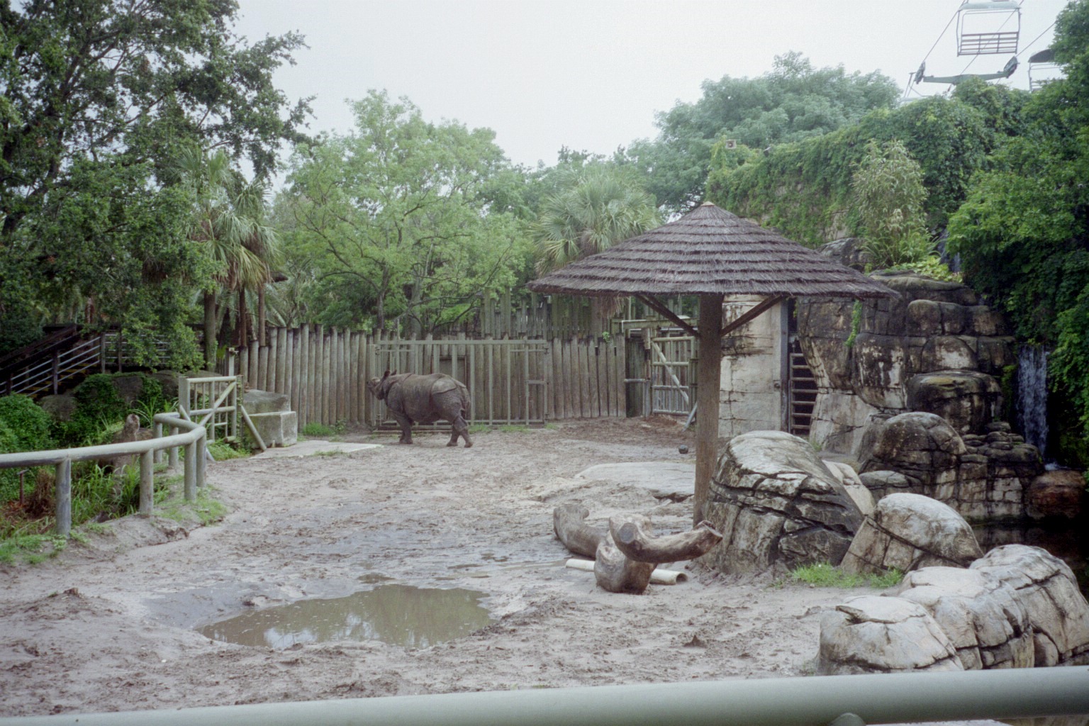 Indian Rhinoceros Yard - Asian Domain
