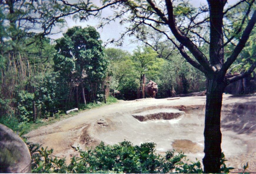 Indian Rhinoceros Yard - May 2004