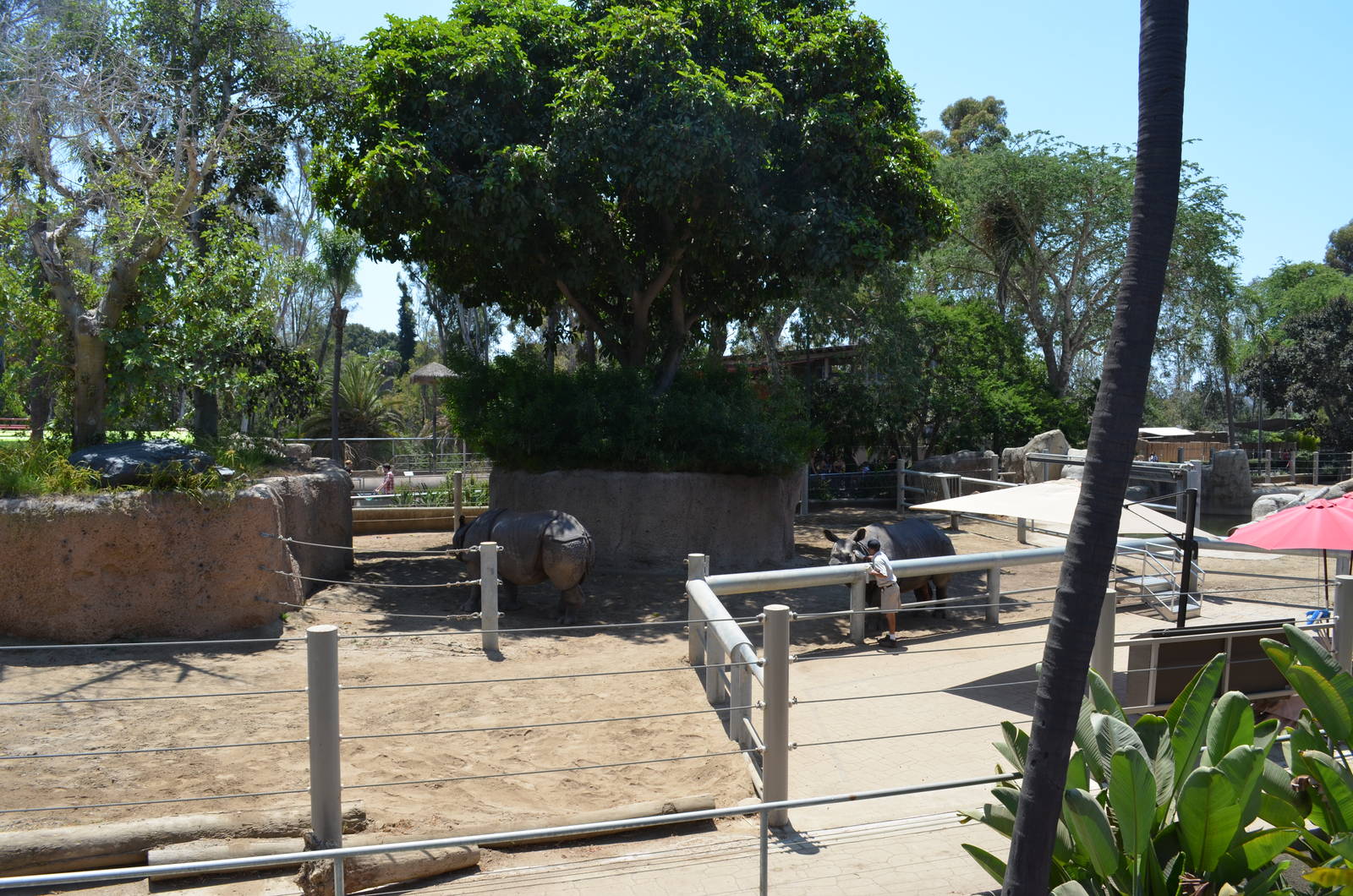 Indian Rhinoceros Yard