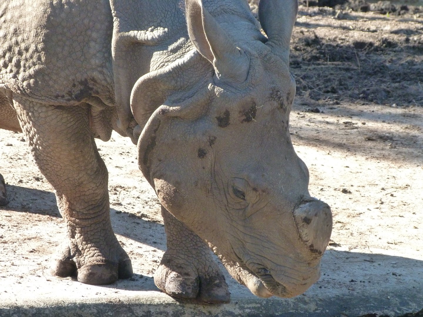 Indian rhinoceros -Zoo Aquarium de Madrid (2025)