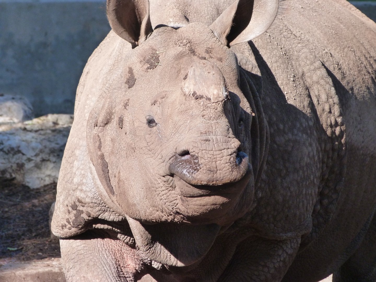 Indian rhinoceros -Zoo Aquarium de Madrid (2025)