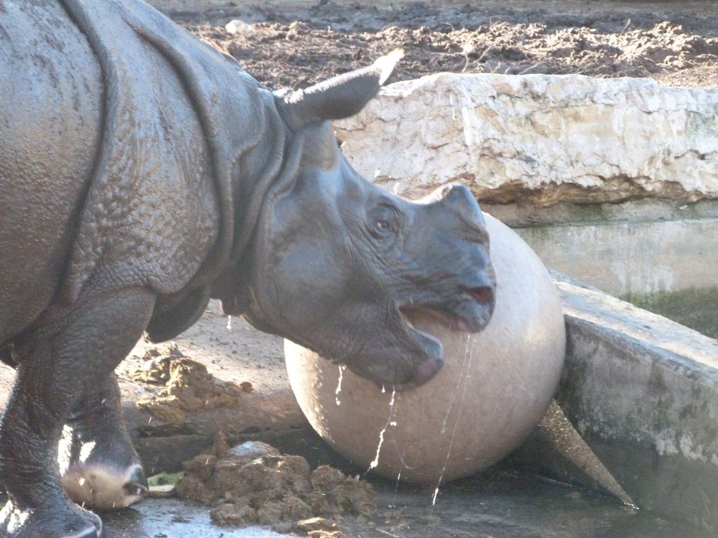 Indian rhinoceros -Zoo Aquarium de Madrid (2025)