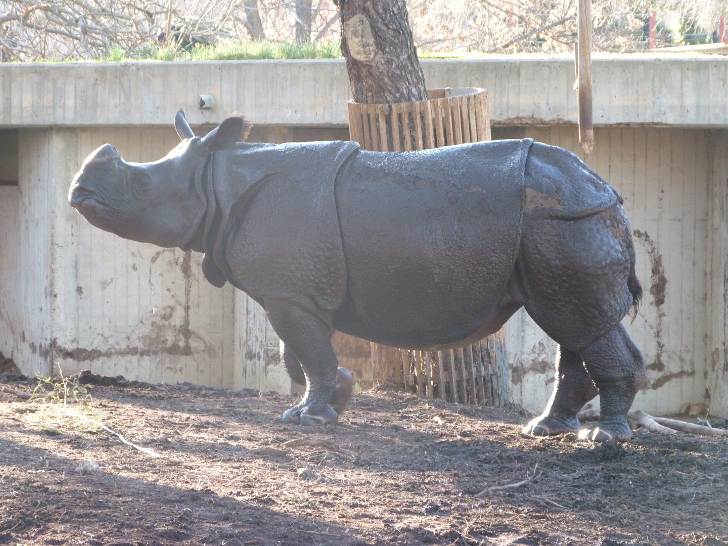 Indian rhinoceros -Zoo Aquarium de Madrid (2025)