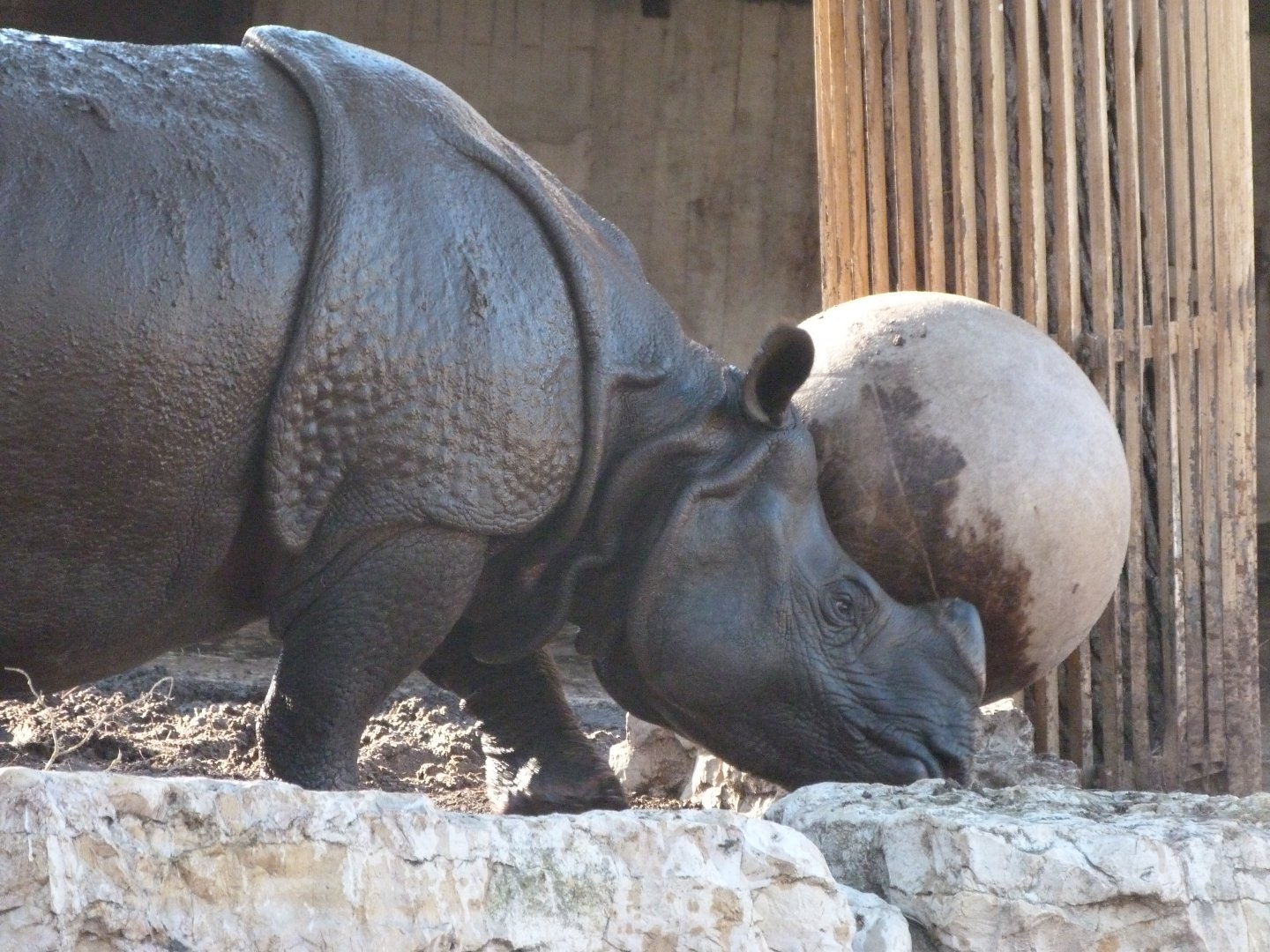 Indian rhinoceros -Zoo Aquarium de Madrid (2025)