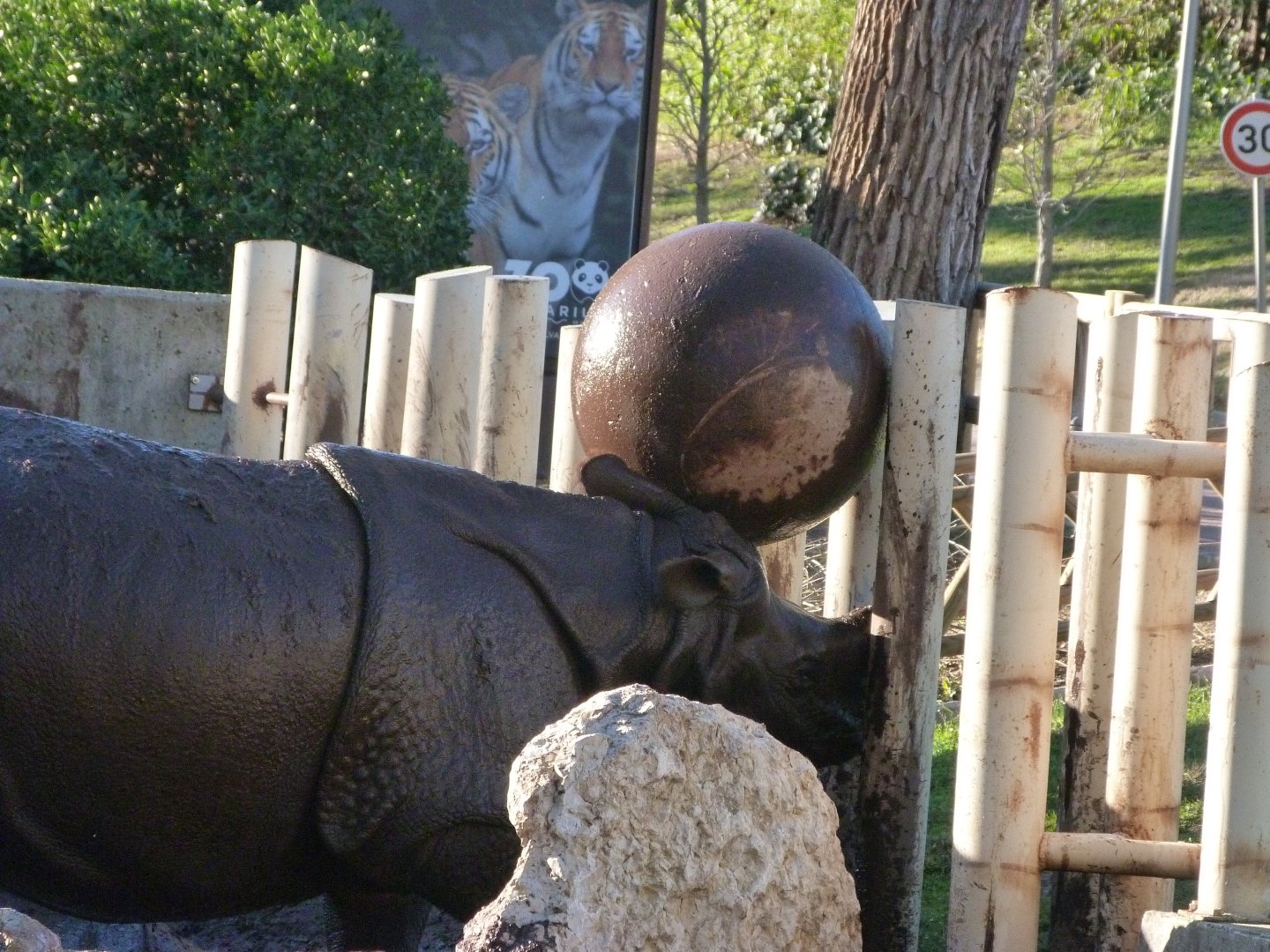 Indian rhinoceros -Zoo Aquarium de Madrid (2025)