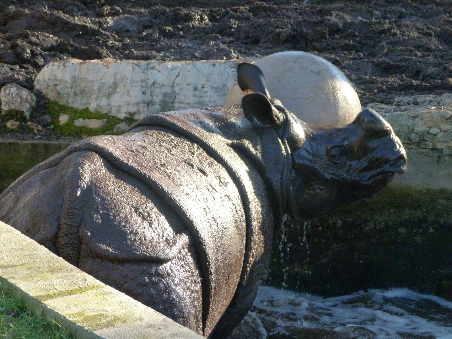 Indian rhinoceros -Zoo Aquarium de Madrid (2025)